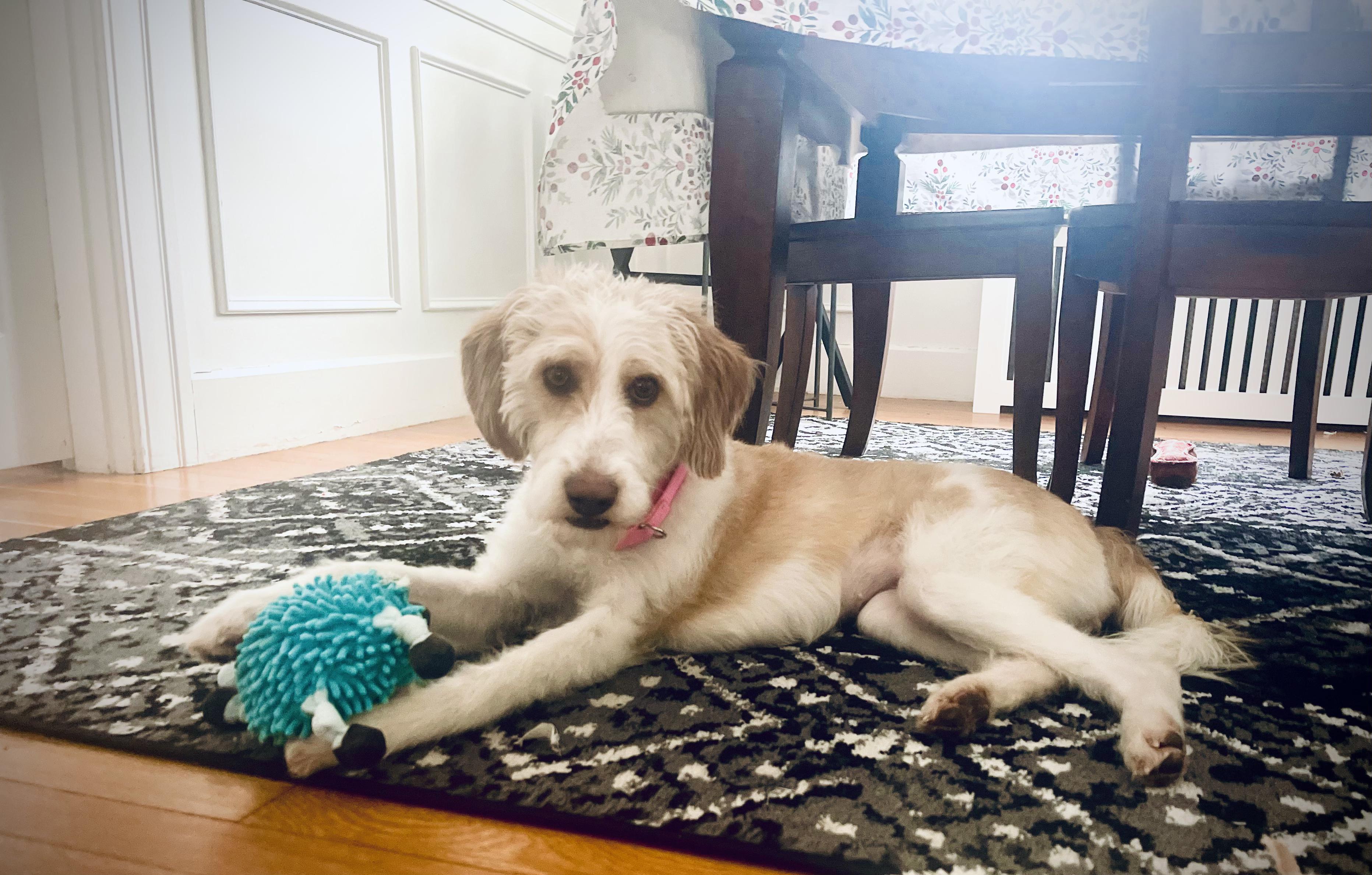 Enlarge Willow Grace, an adoptable mixed breed in Chelmsford, MA image 2/6