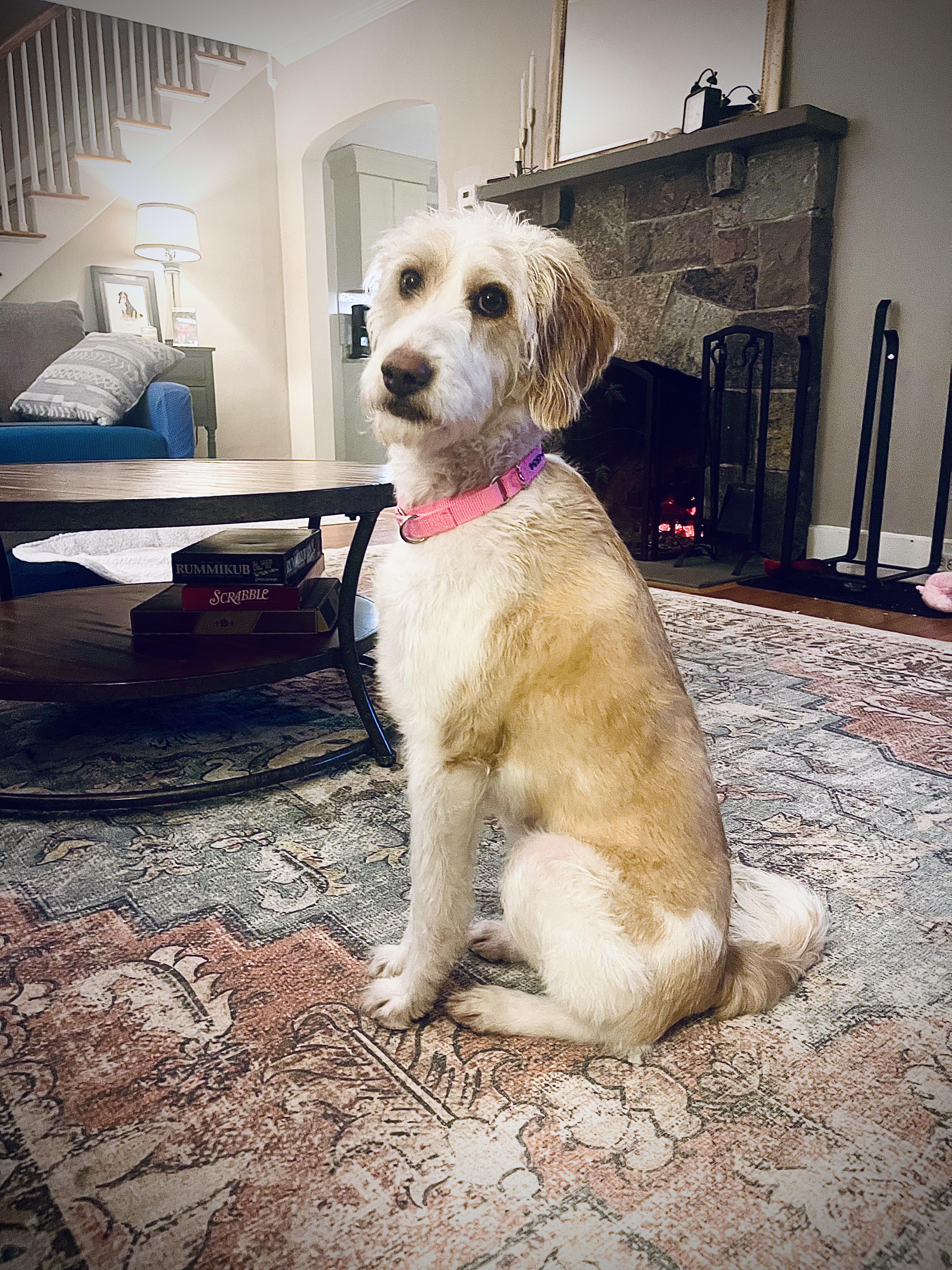 Enlarge Willow Grace, an adoptable mixed breed in Chelmsford, MA image 1/6