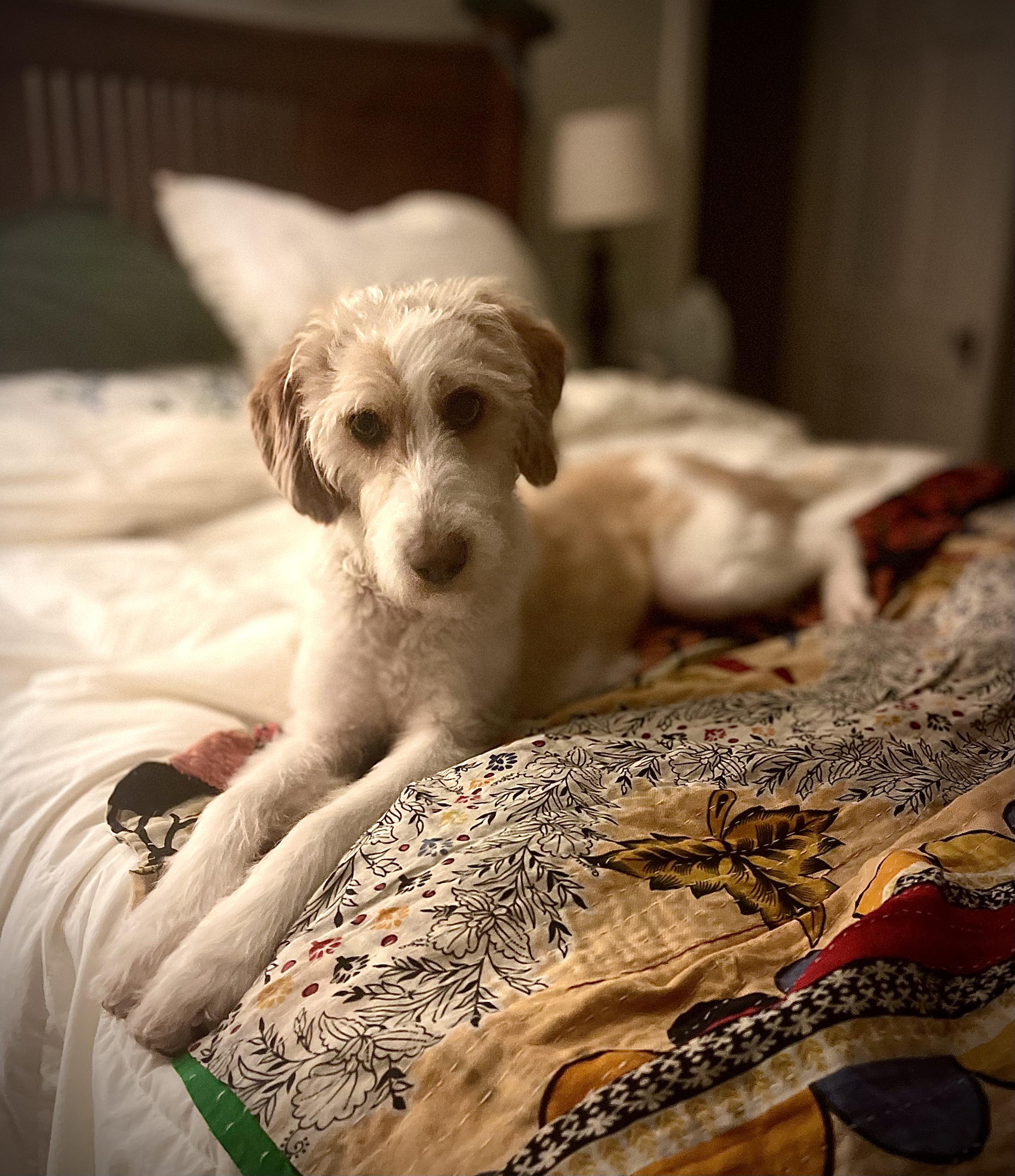 Enlarge Willow Grace, an adoptable mixed breed in Chelmsford, MA image 3/6