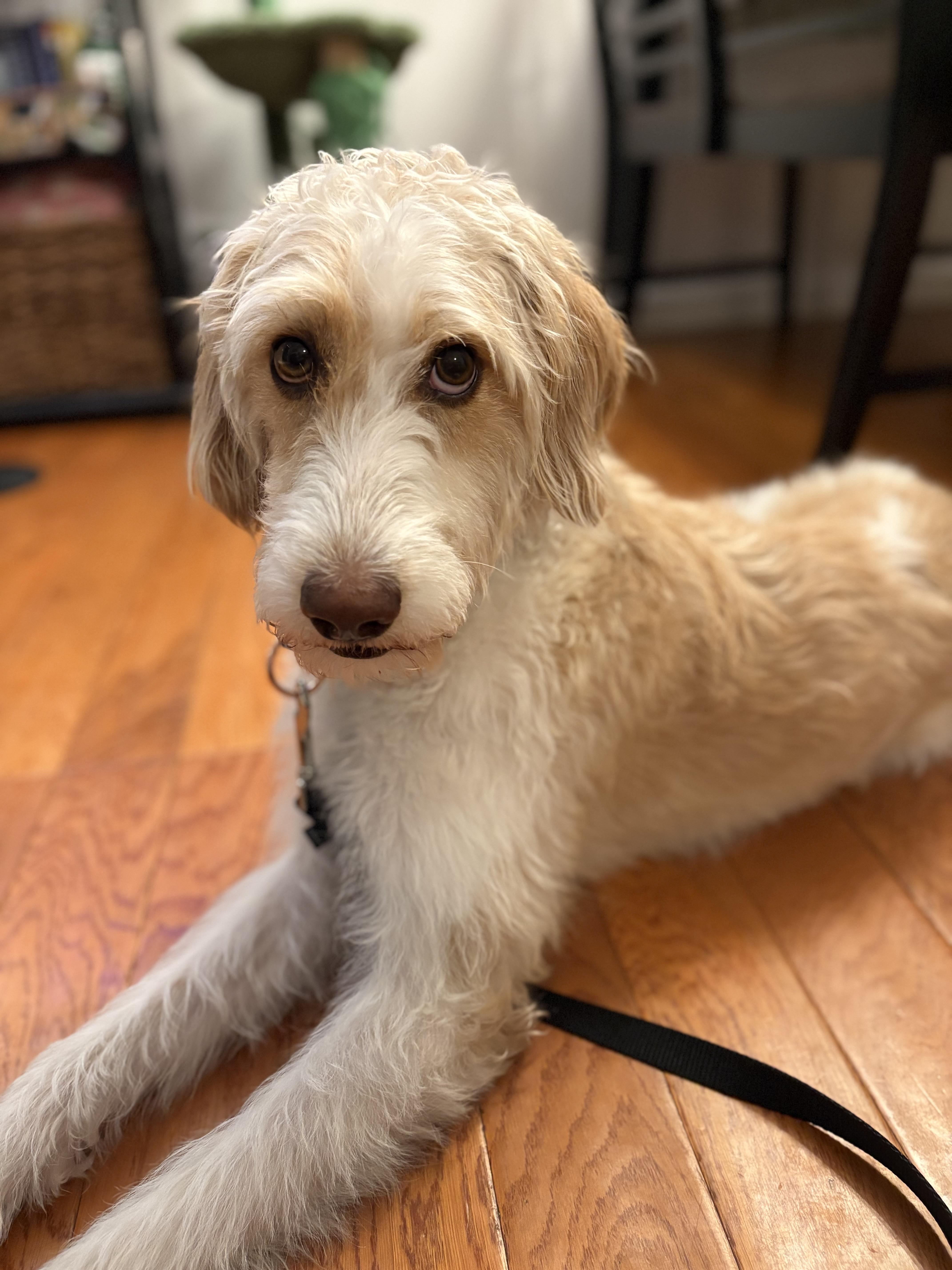 Enlarge Willow Grace, an adoptable mixed breed in Chelmsford, MA image 4/6