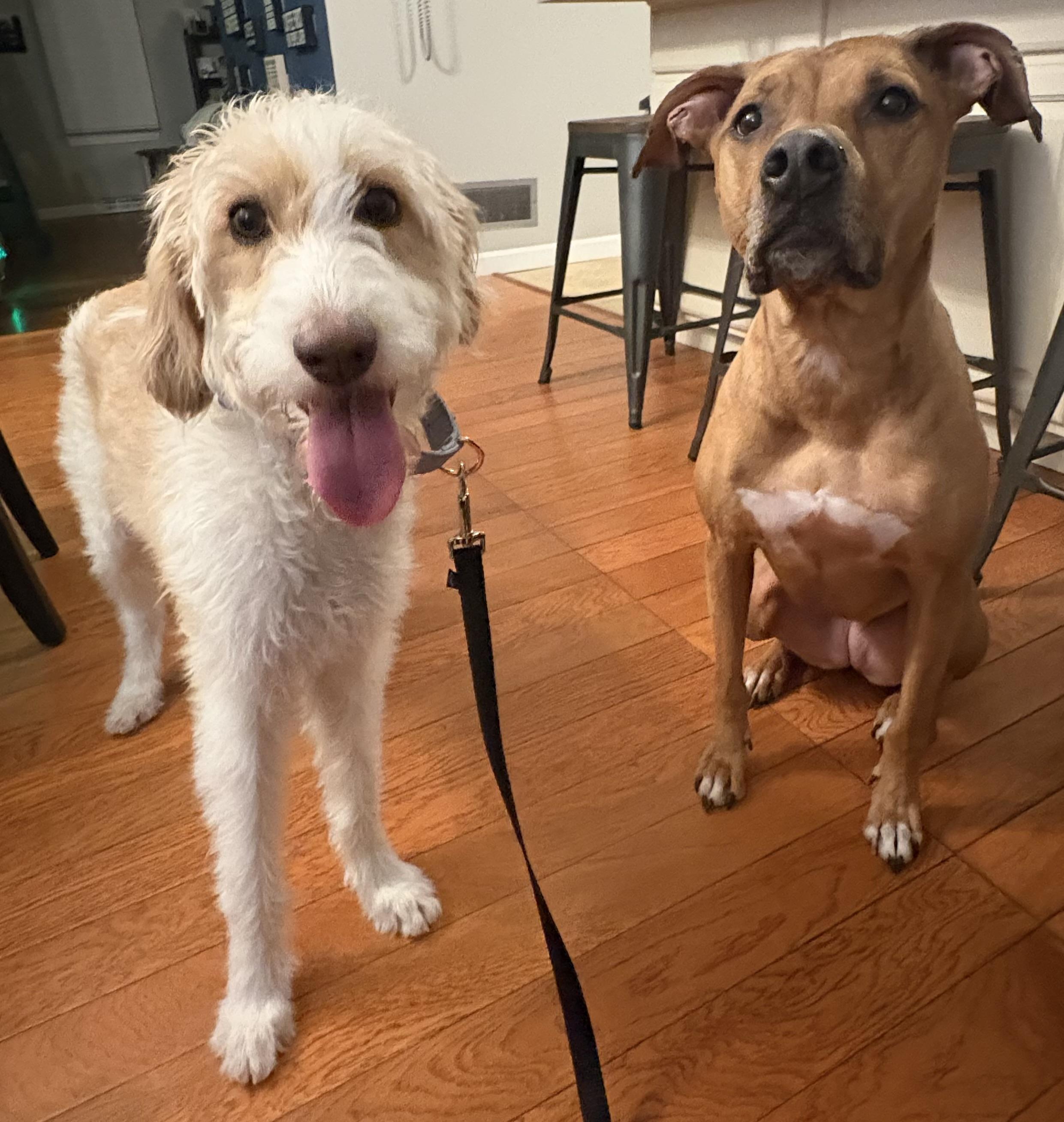 Enlarge Willow Grace, an adoptable mixed breed in Chelmsford, MA image 6/6