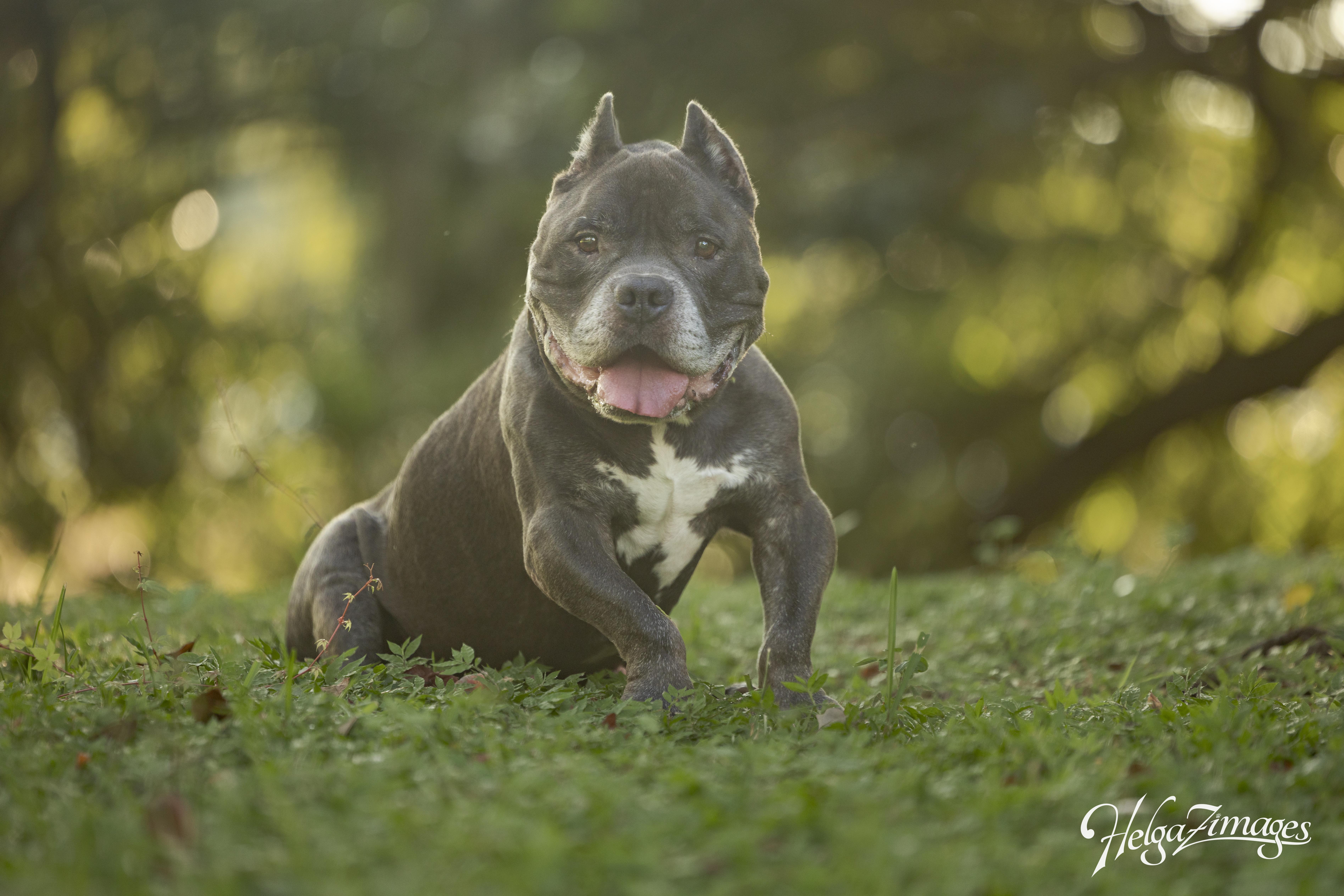 Reedus, a Adoptable Pit Bull Terrier in New Port Richey, FL image 1/6