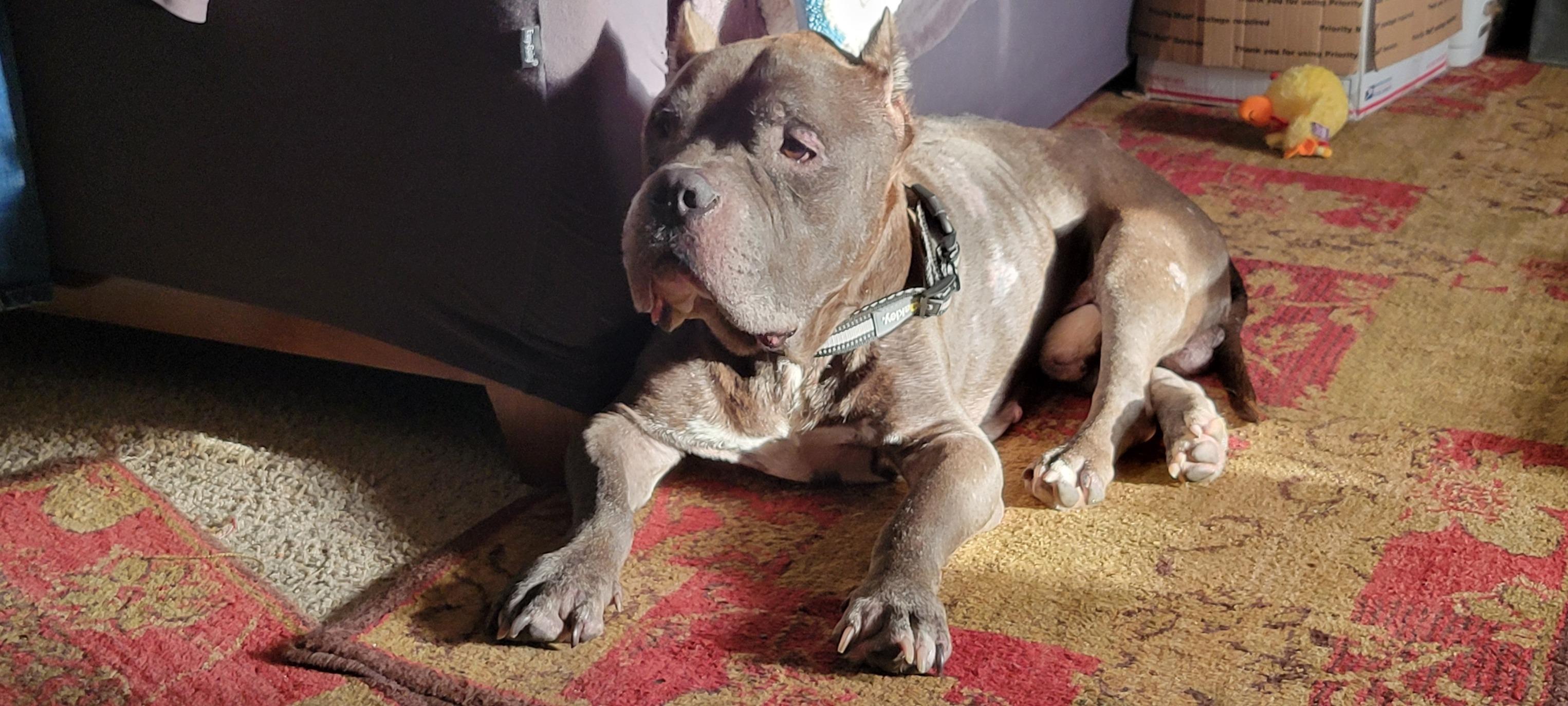 Reedus, a Adoptable Pit Bull Terrier in New Port Richey, FL image 2/6