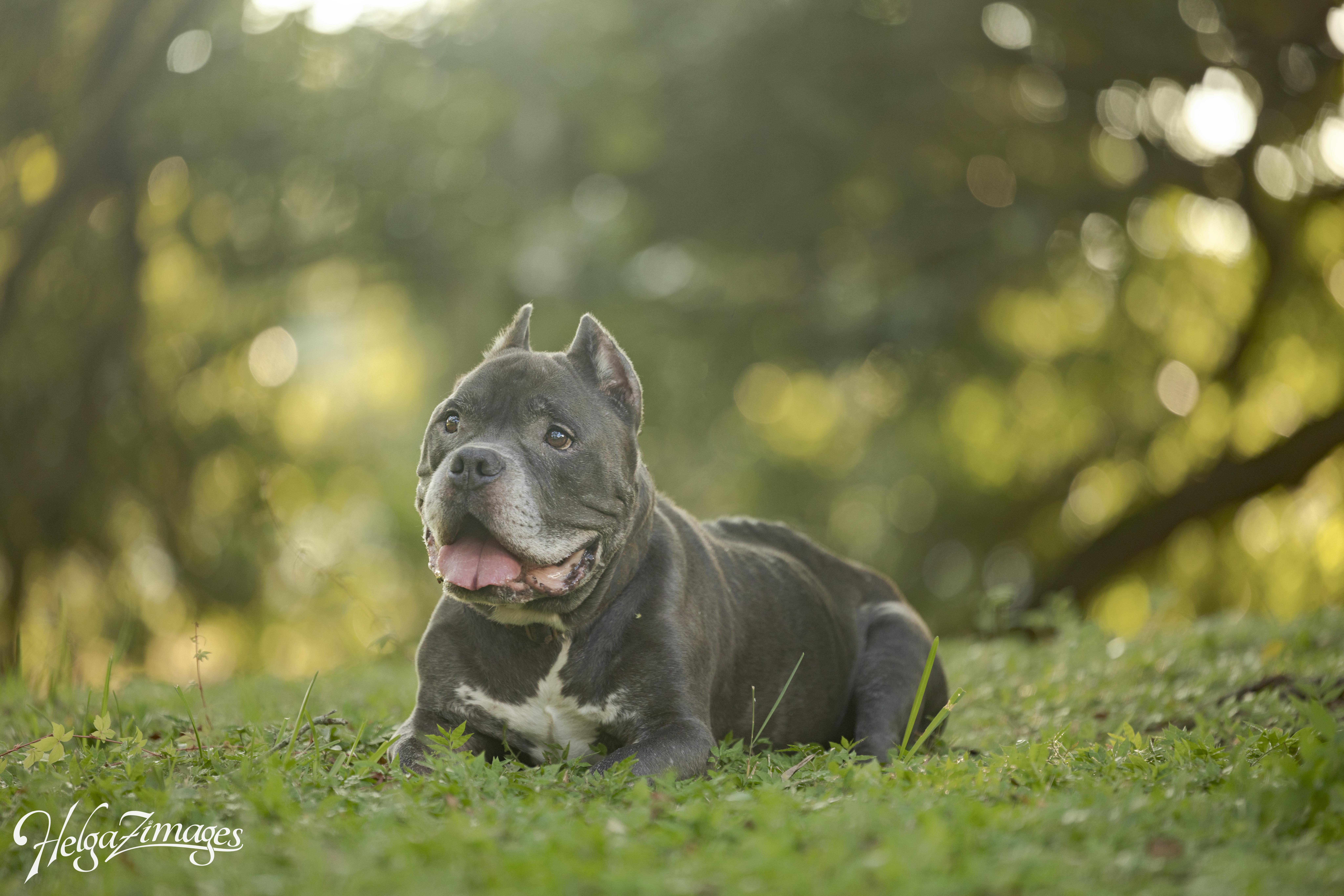 Reedus, a Adoptable Pit Bull Terrier in New Port Richey, FL image 6/6