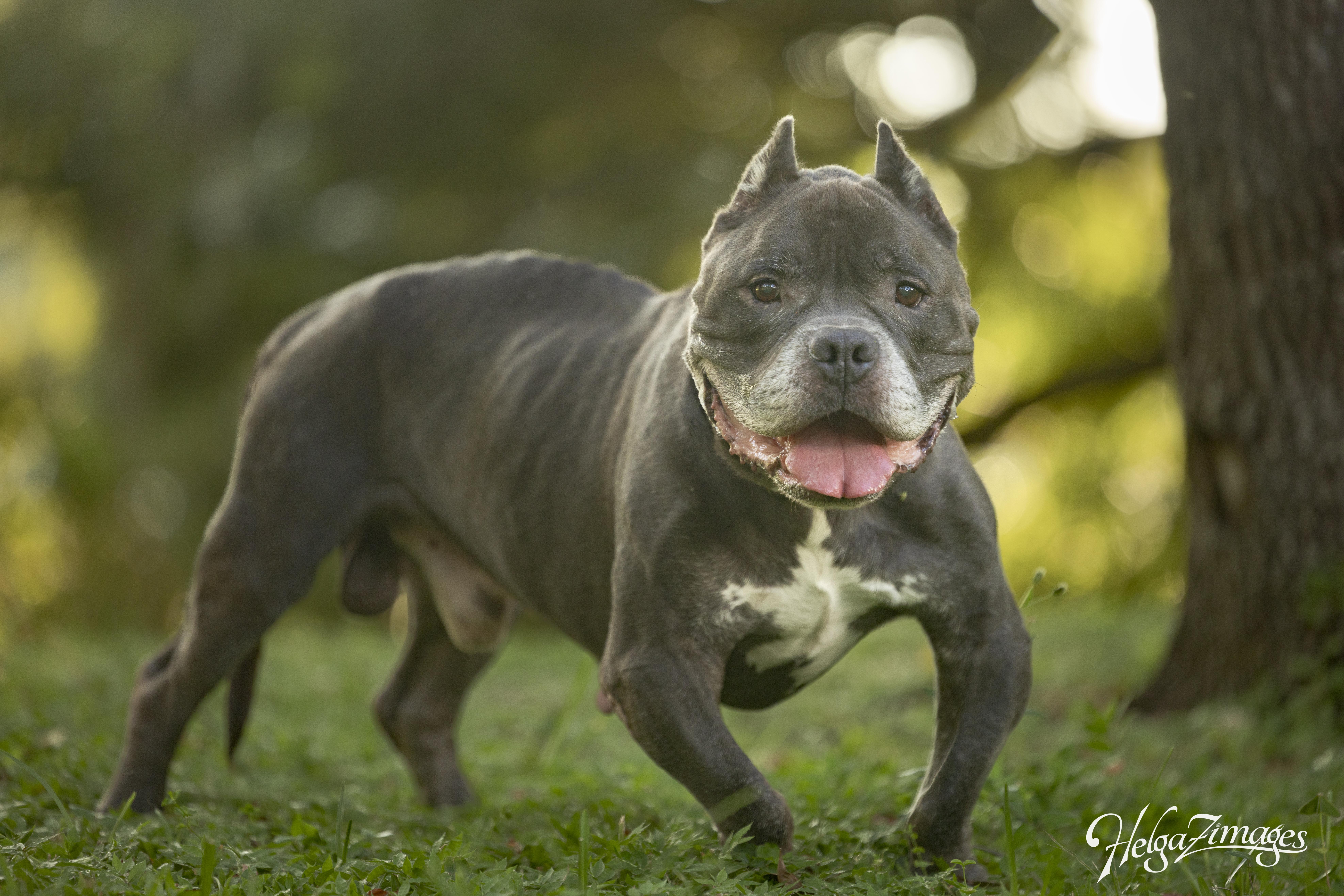 Reedus, Adoptable, Senior Male Pit Bull Terrier.