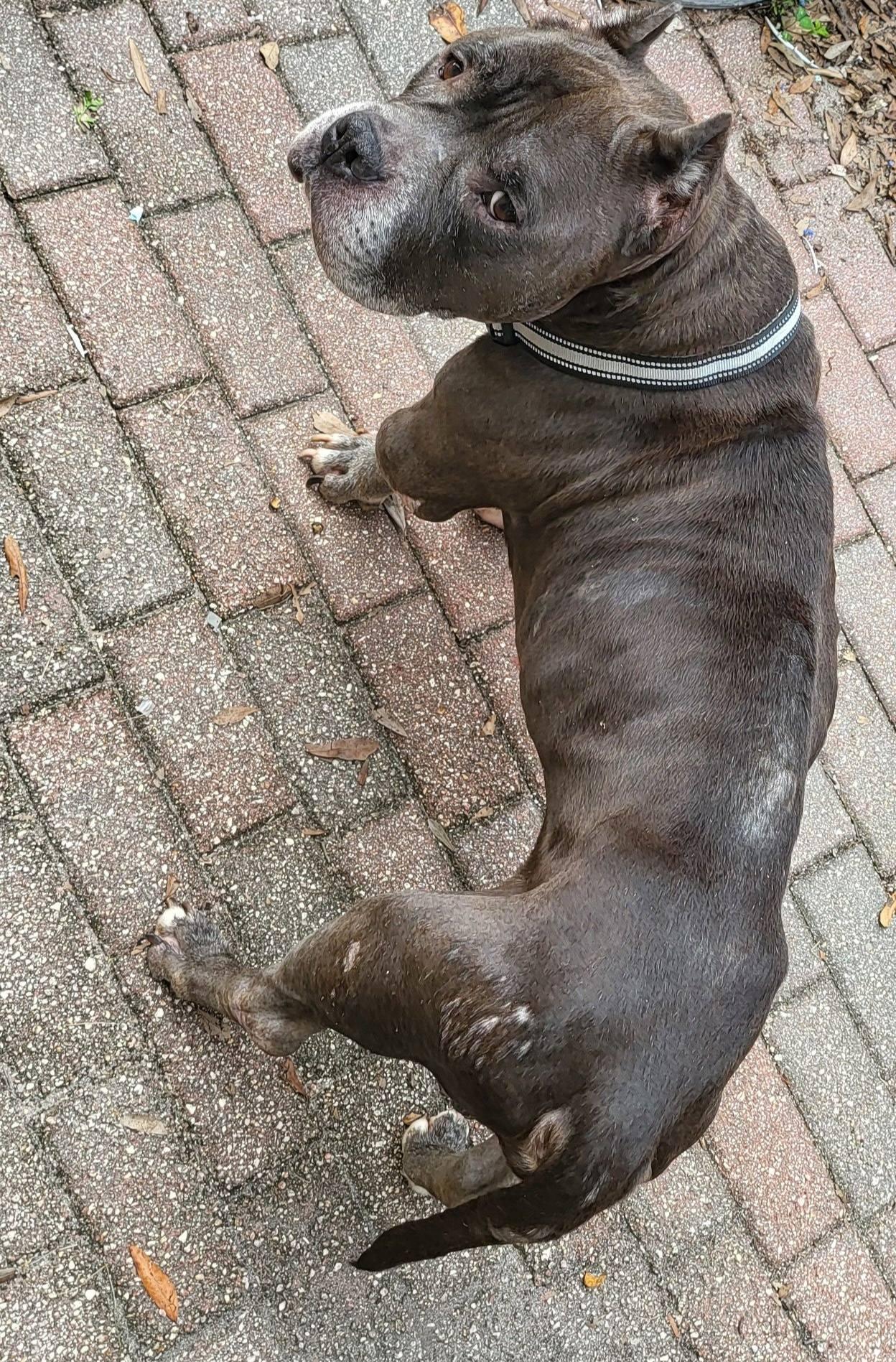 Reedus, a Adoptable Pit Bull Terrier in New Port Richey, FL image 4/6