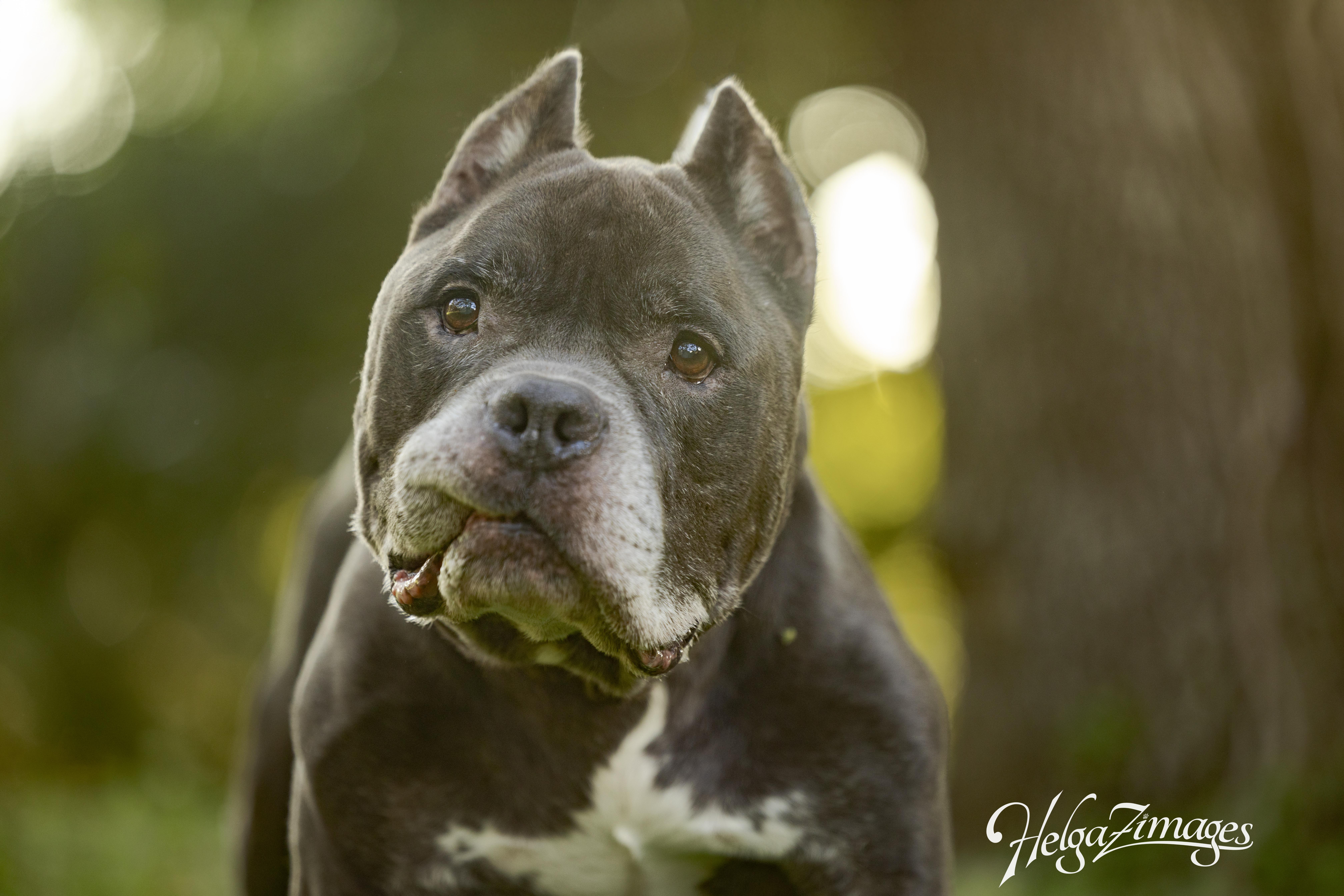 Reedus, a Adoptable Pit Bull Terrier in New Port Richey, FL image 5/6
