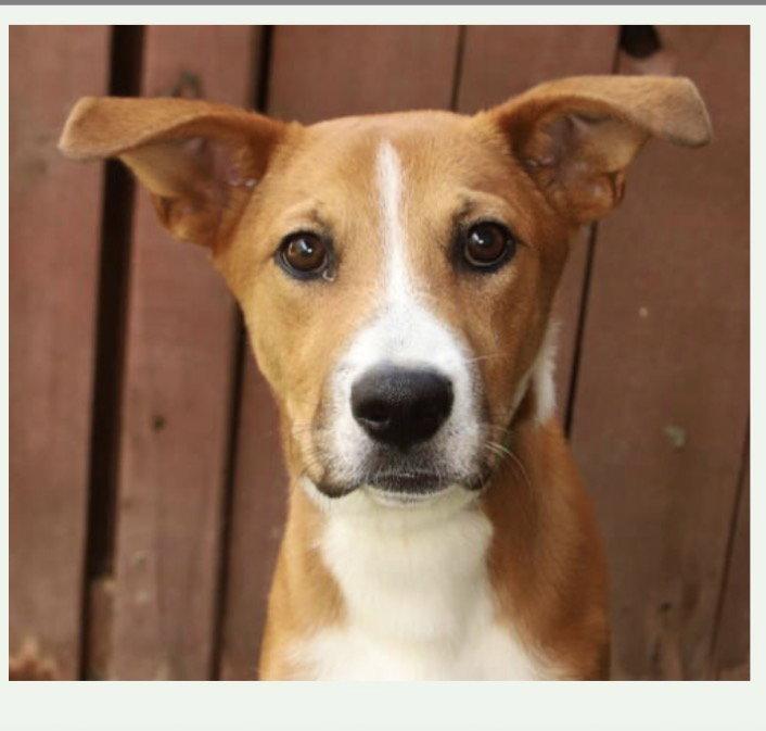 Laudie, Adoptable, Young Male Labrador Retriever.