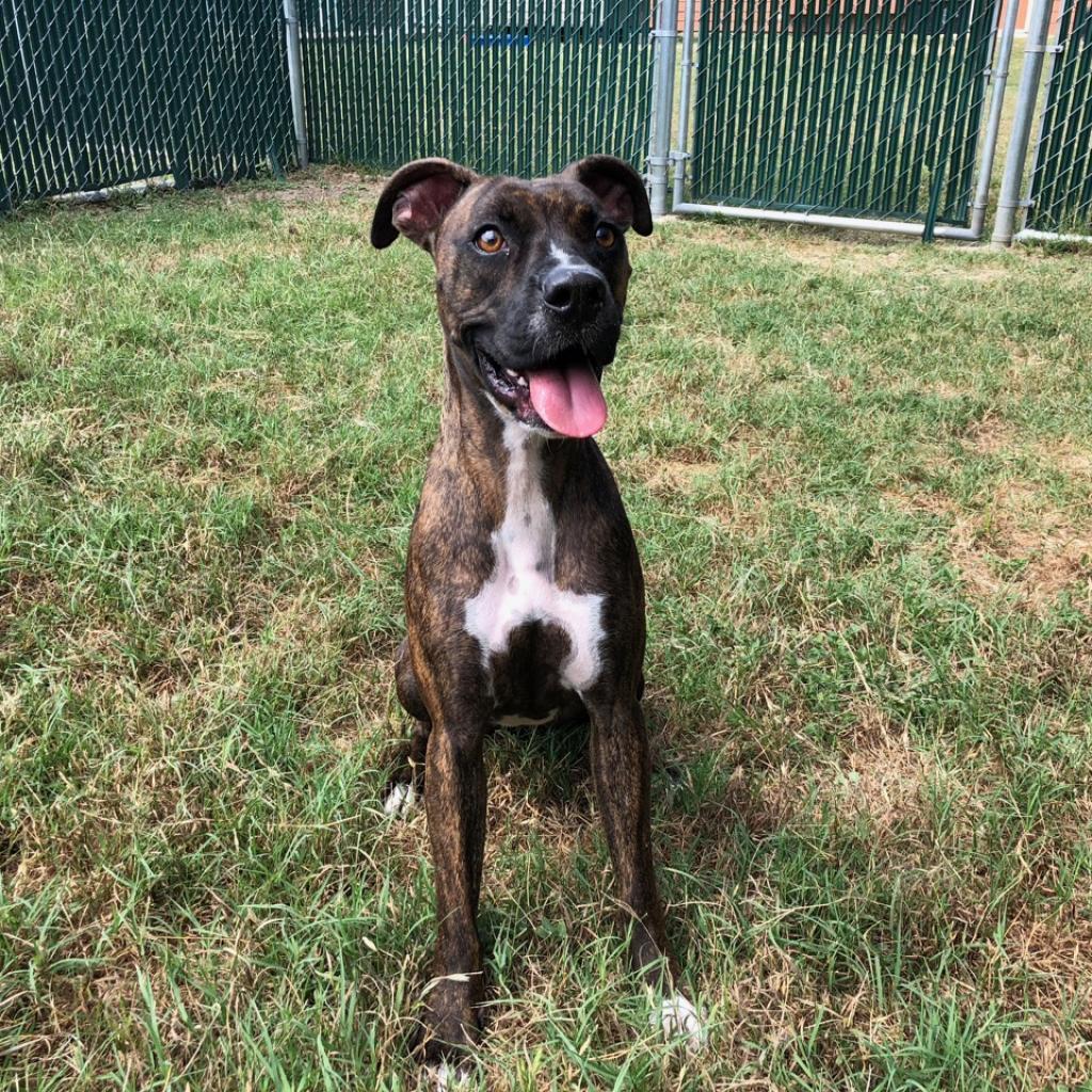HAZE, Adoptable, Senior Female Boxer & Mixed Breed.
