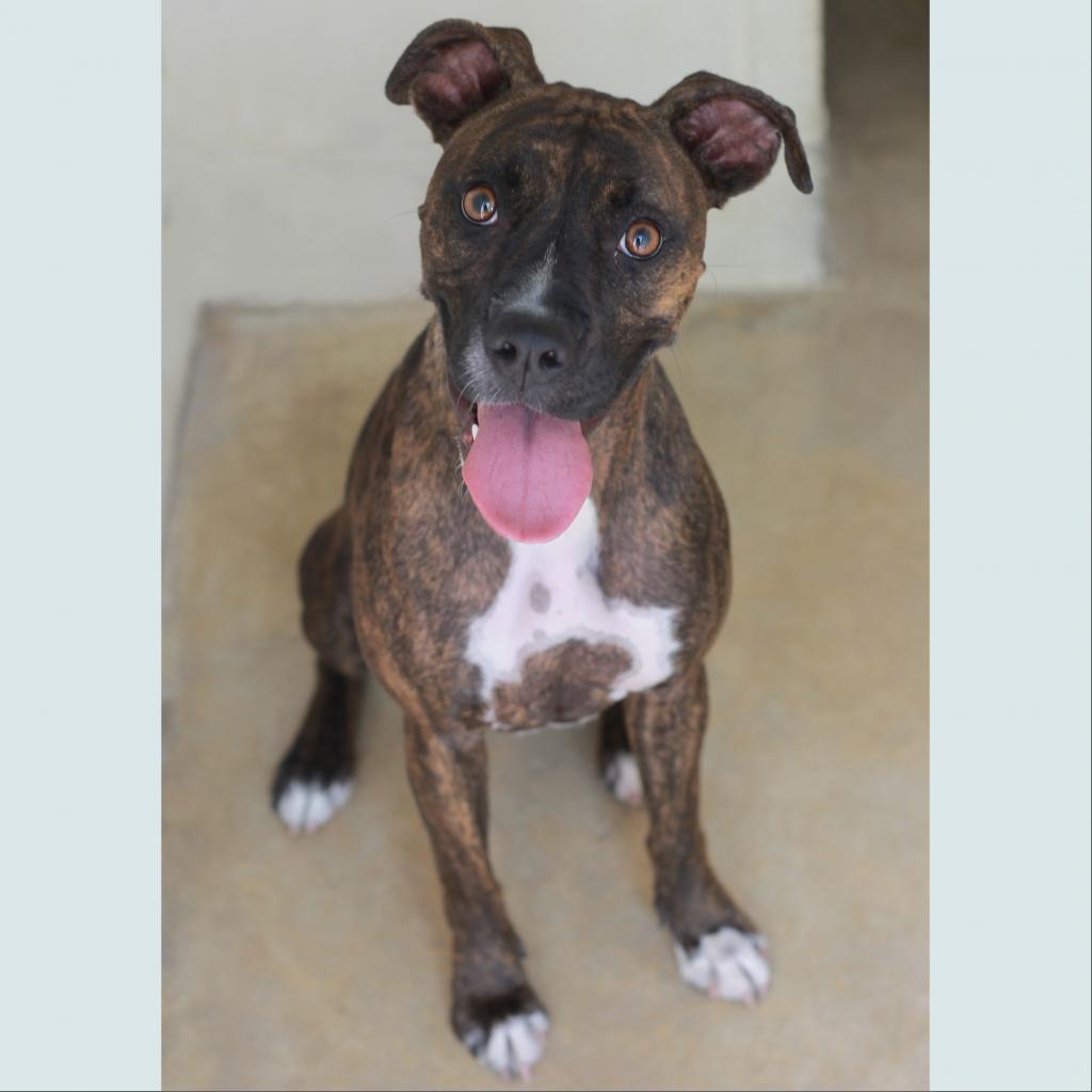Enlarge HAZE, a Adoptable mixed breed in Kyle, TX image 2/6