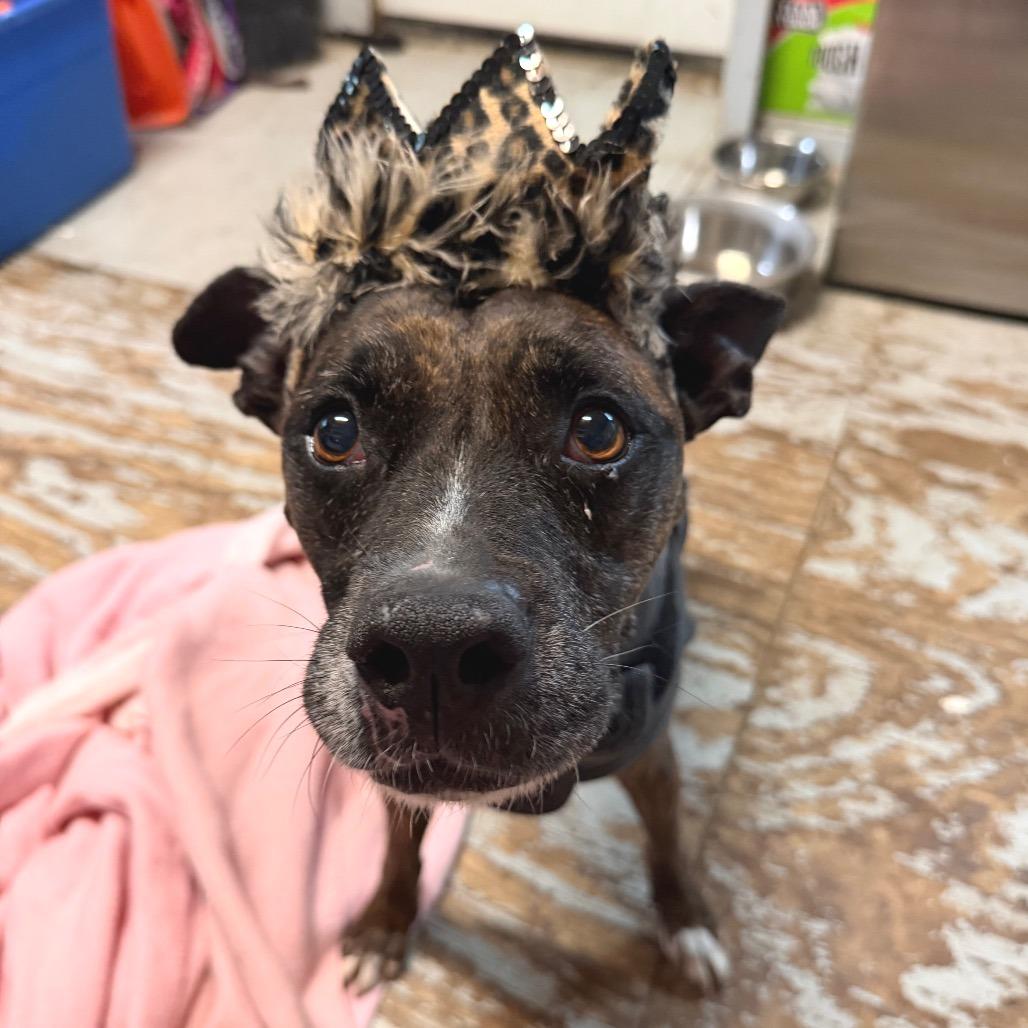 HAZE, a Adoptable mixed breed in Kyle, TX image 3/6
