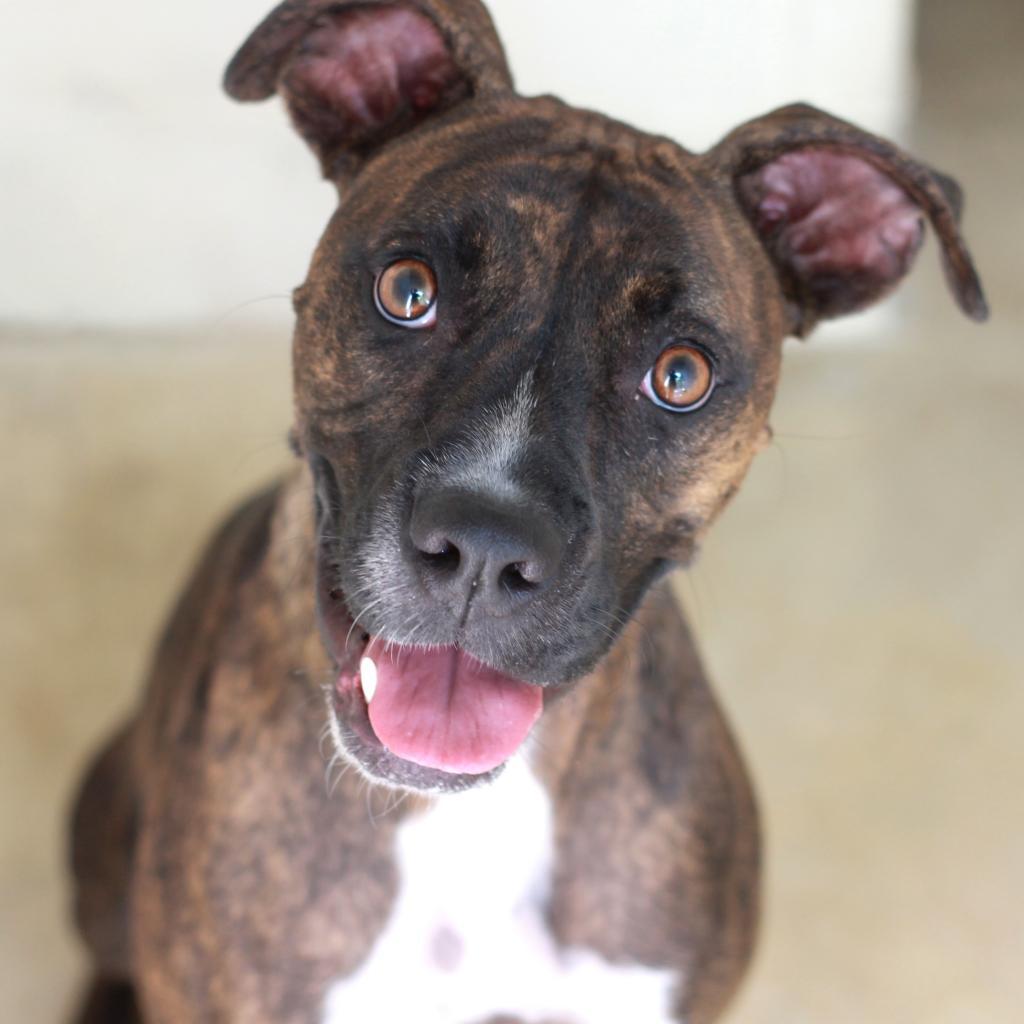 Enlarge HAZE, a Adoptable mixed breed in Kyle, TX image 3/6