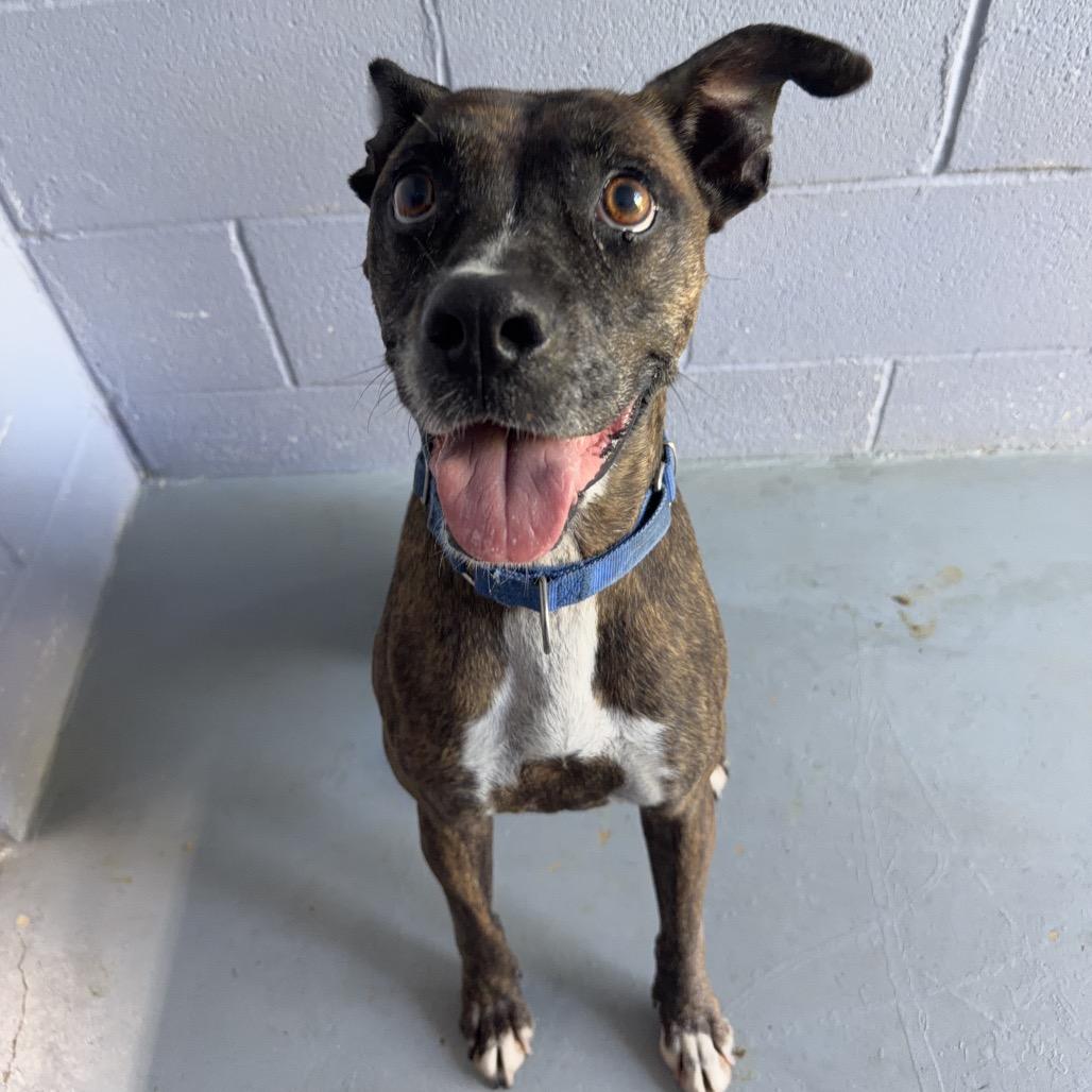 Enlarge HAZE, a Adoptable mixed breed in Kyle, TX image 4/6