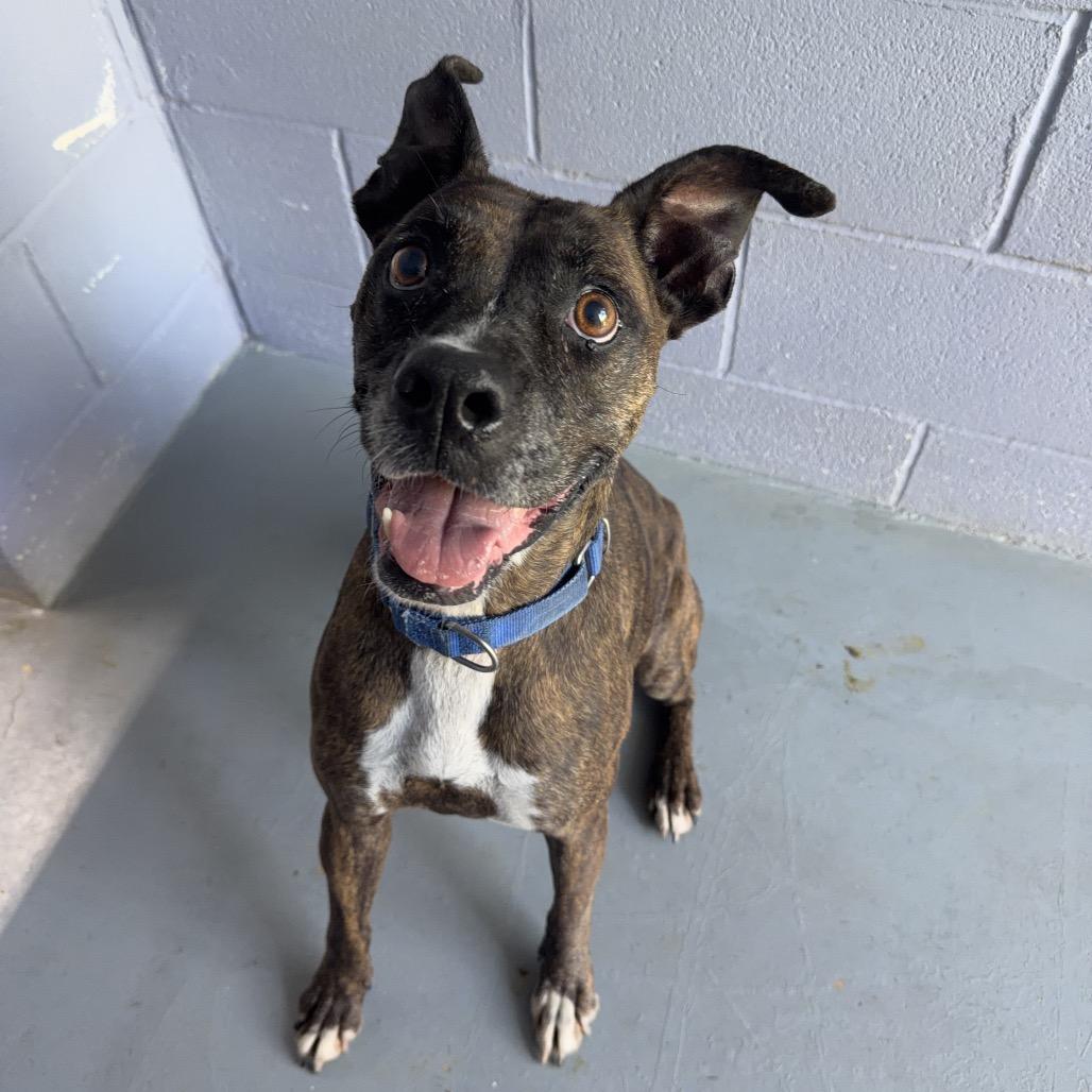 Enlarge HAZE, a Adoptable mixed breed in Kyle, TX image 5/6