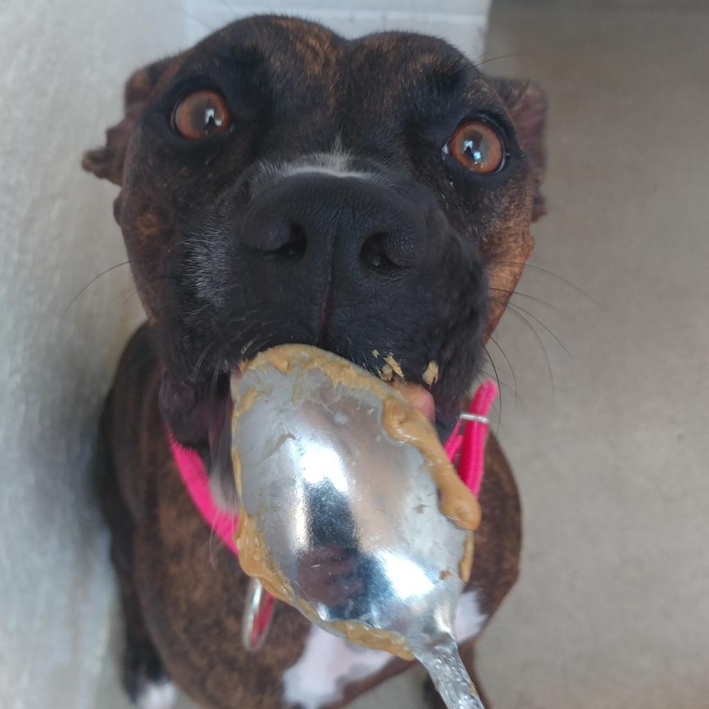 Enlarge HAZE, a Adoptable mixed breed in Kyle, TX image 6/6
