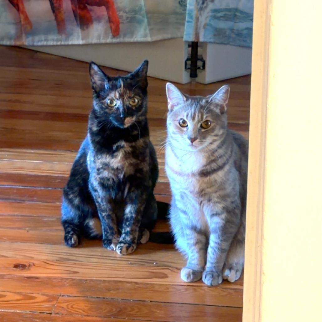 Oyster (paired with Berger), Adoptable, Young Female Domestic Short Hair.