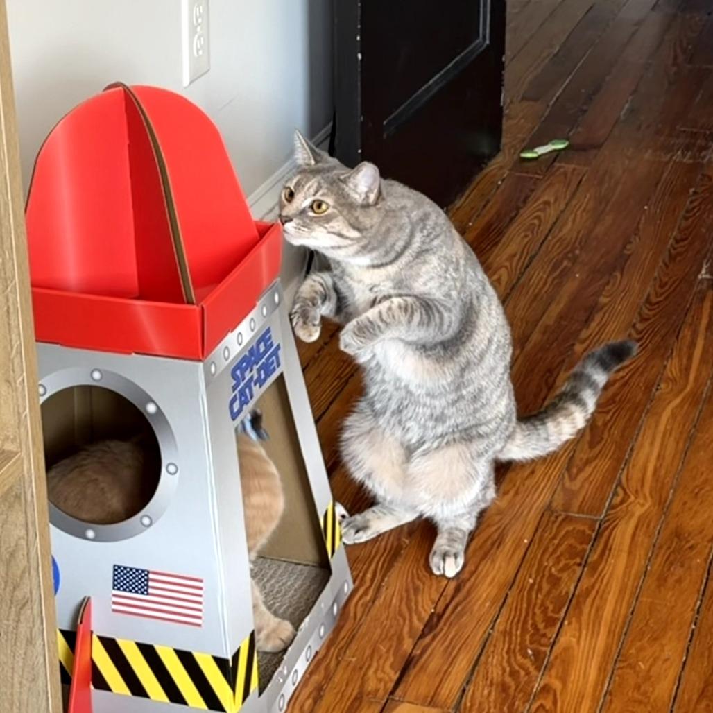 Enlarge Oyster (paired with Berger), a Adoptable Domestic Short Hair in Reisterstown, MD image 2/6