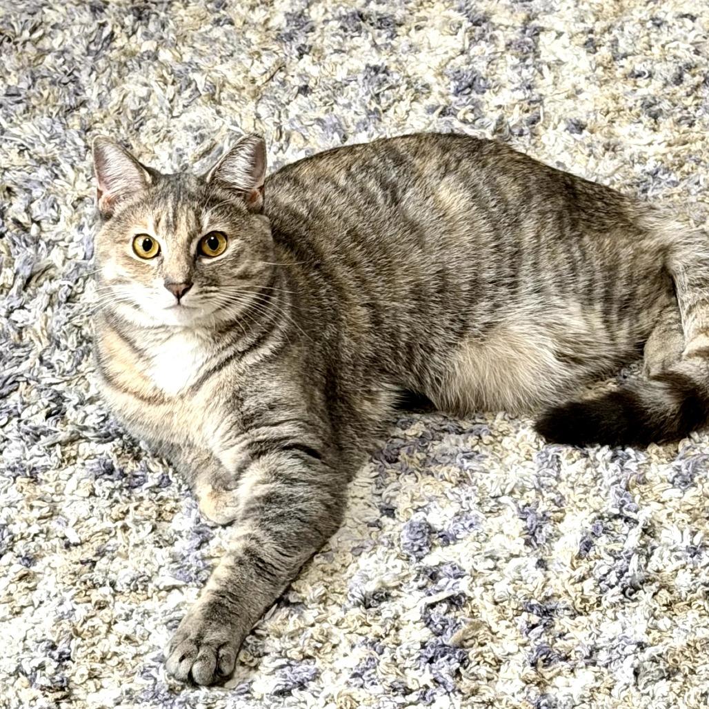 Enlarge Oyster (paired with Berger), a Adoptable Domestic Short Hair in Reisterstown, MD image 3/6