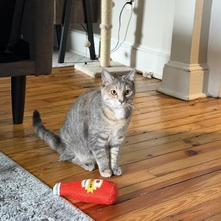 Enlarge Oyster (paired with Berger), a Adoptable Domestic Short Hair in Reisterstown, MD image 4/6