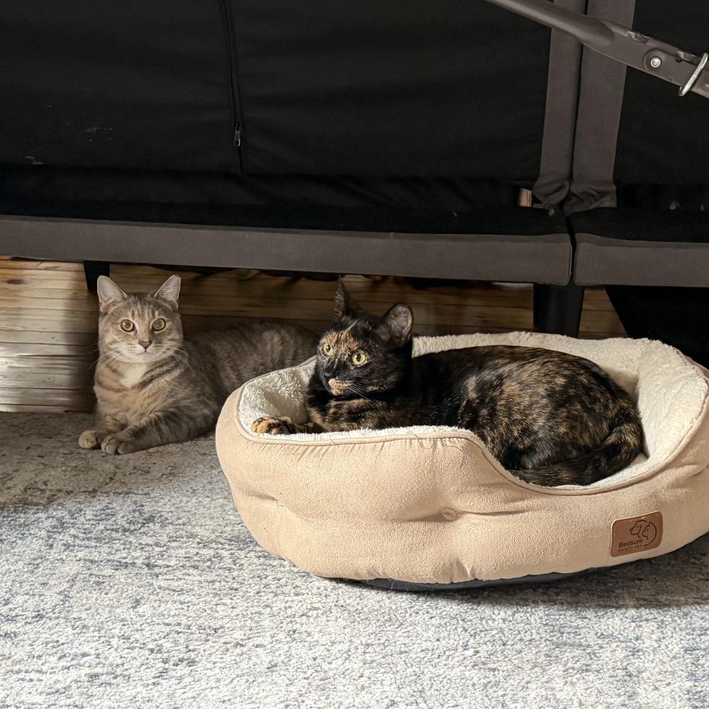 Enlarge Oyster (paired with Berger), a Adoptable Domestic Short Hair in Reisterstown, MD image 5/6