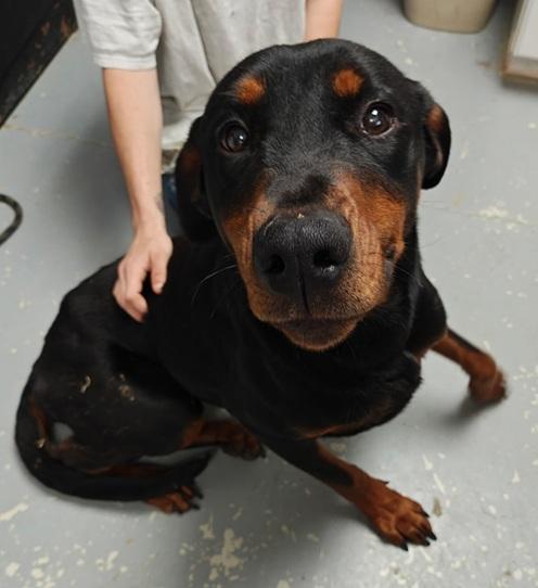 Enlarge Rosaria, a ADOPTABLE mixed breed in Manning, SC image 1/1