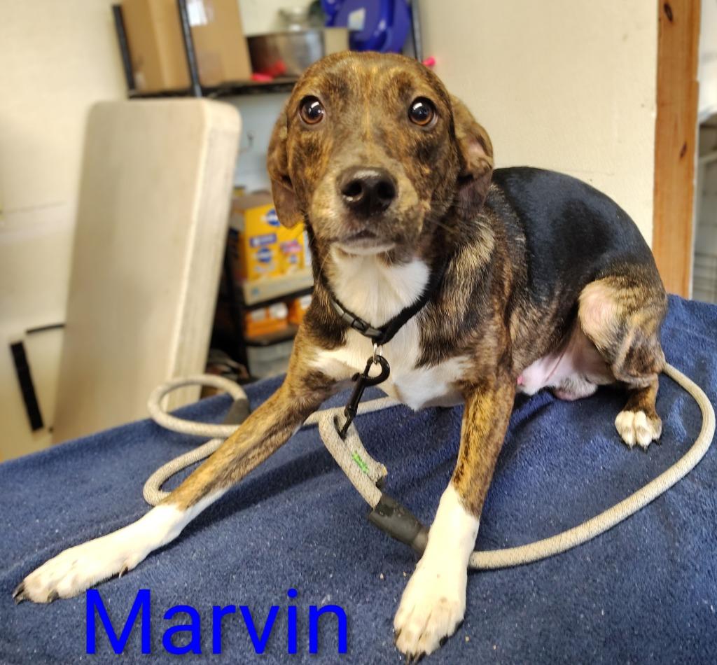 Enlarge Marvin, a Adoptable mixed breed in Mena, AR image 1/2