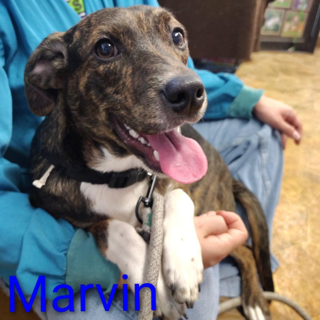 Enlarge Marvin, a Adoptable mixed breed in Mena, AR image 2/2