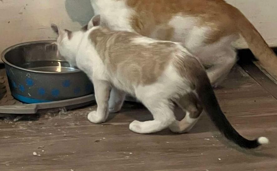 Enlarge Marcus, a Adopted Siamese in Springfield, IL image 1/1