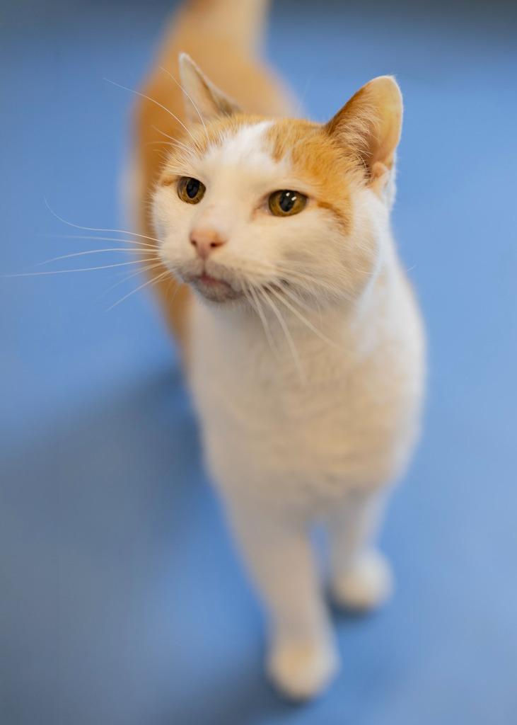 Moe, Adoptable, Adult Female Domestic Short Hair.
