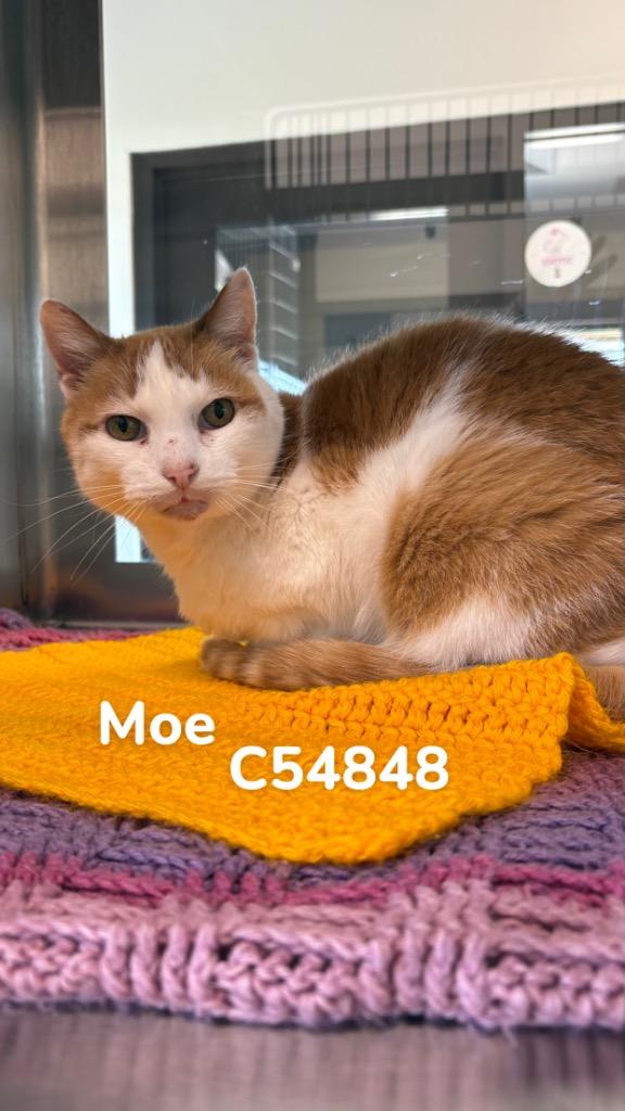 Moe, Adoptable, Adult Female Domestic Short Hair.