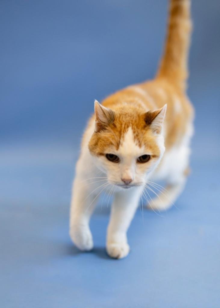 Enlarge Moe, a Adoptable mixed breed in Clarksville, TN image 3/3