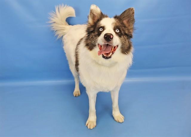 CLAYTON, Adoptable, Adult Male Siberian Husky & Australian Shepherd.