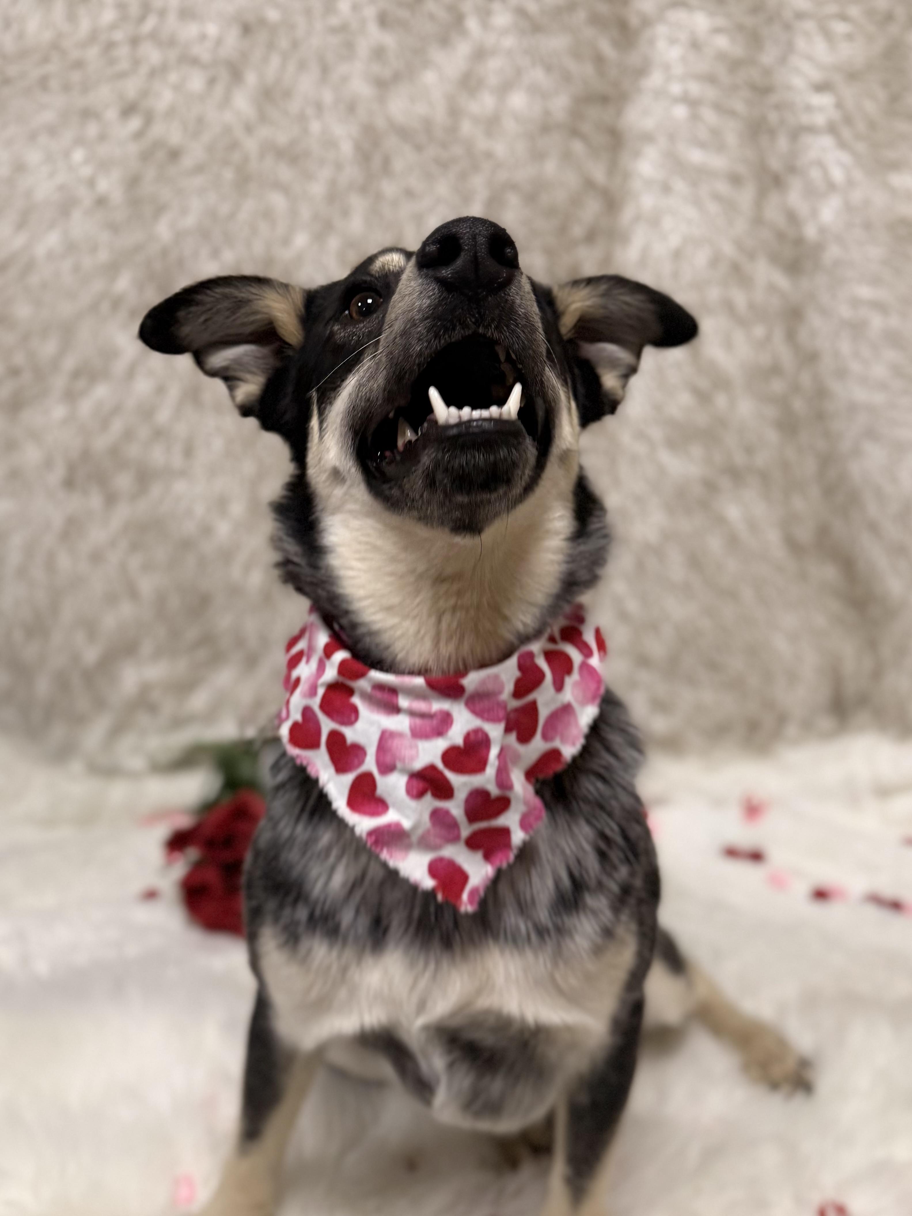 Enlarge Luna, a ADOPTABLE mixed breed in Eagle, CO image 5/6