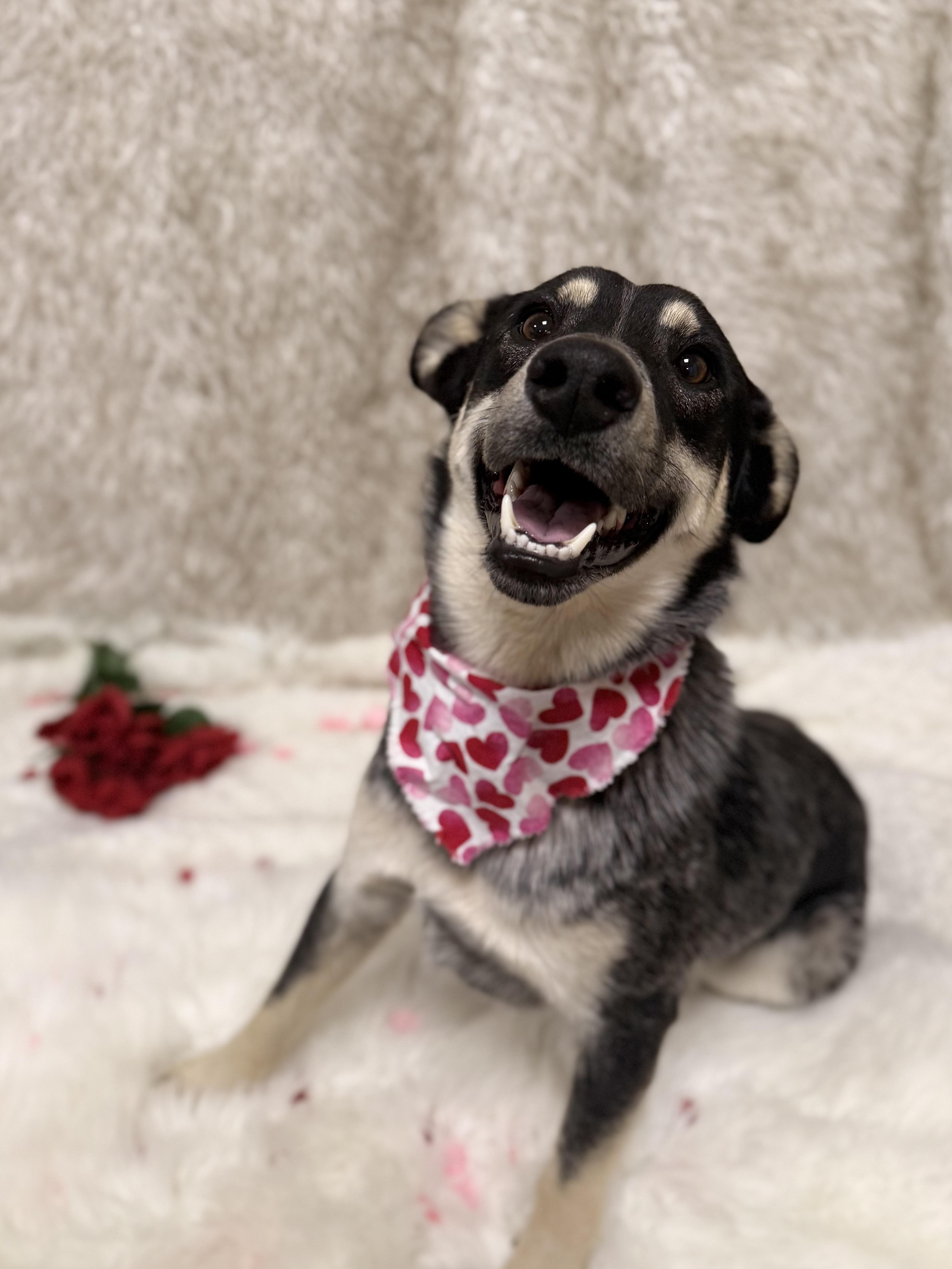 Enlarge Luna, a ADOPTABLE mixed breed in Eagle, CO image 3/6