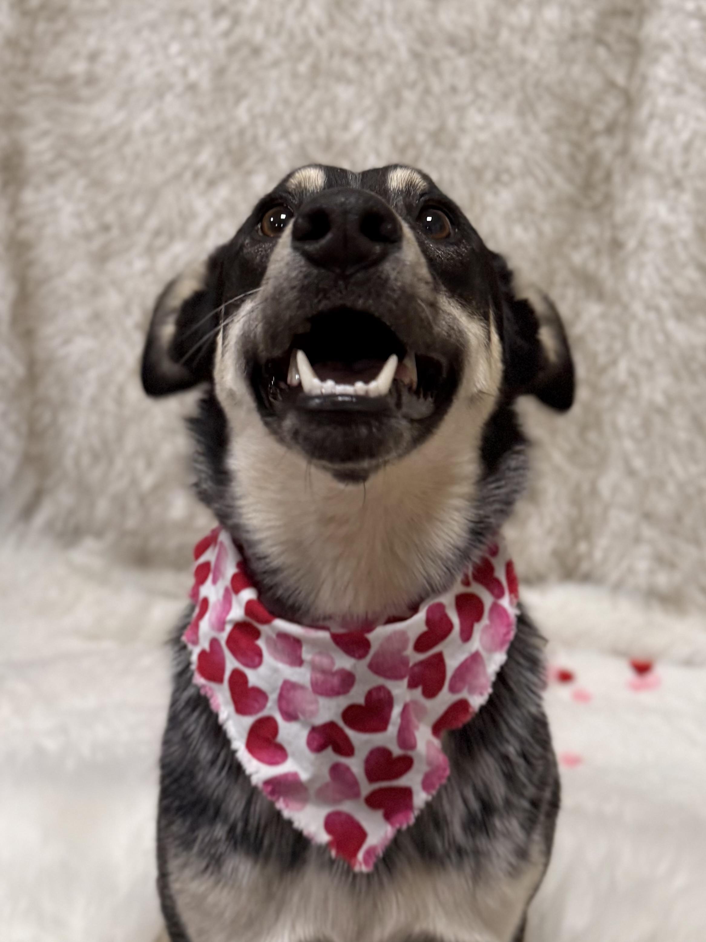 Enlarge Luna, a ADOPTABLE mixed breed in Eagle, CO image 6/6