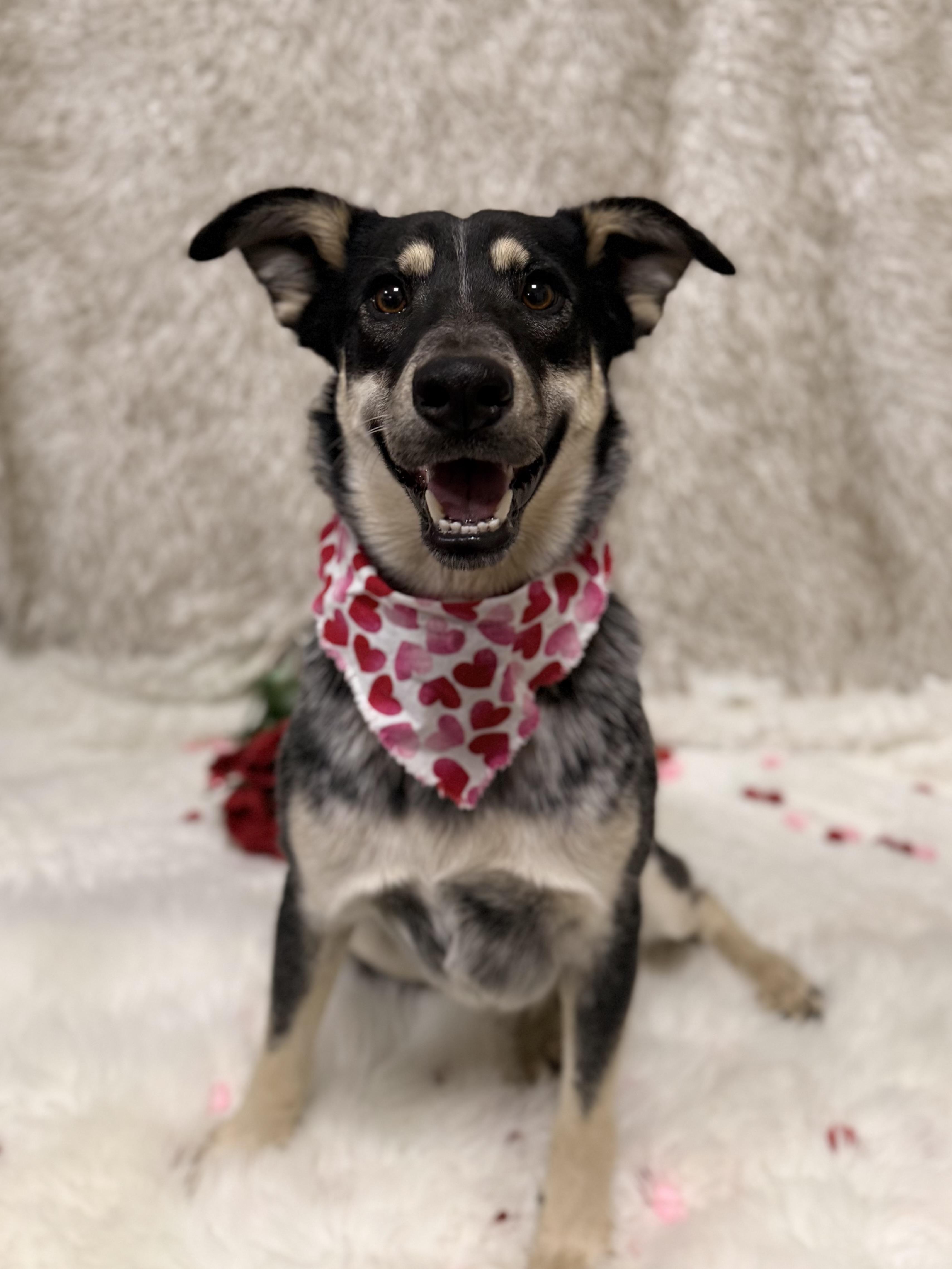Enlarge Luna, a ADOPTABLE mixed breed in Eagle, CO image 1/6