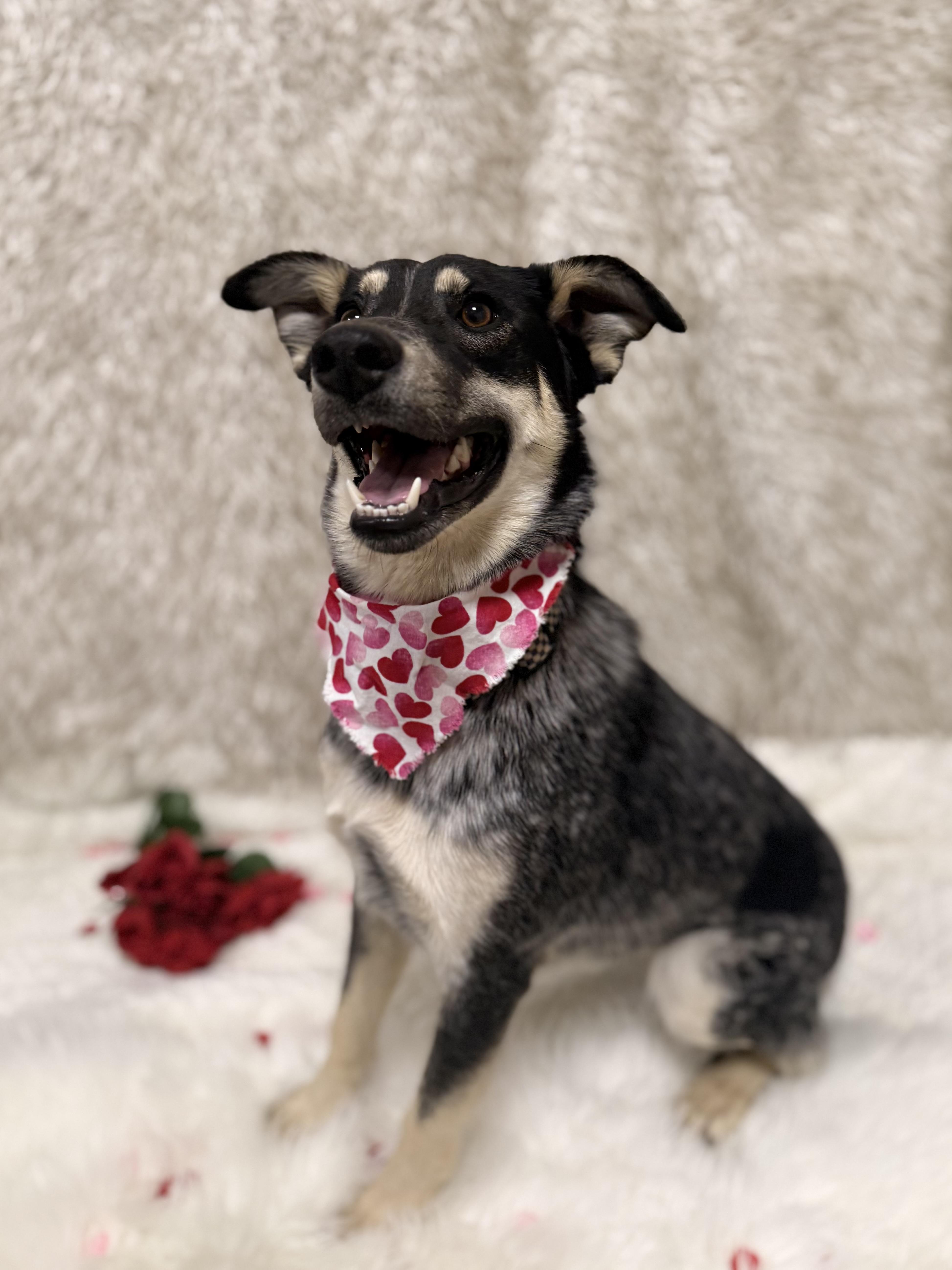 Enlarge Luna, a ADOPTABLE mixed breed in Eagle, CO image 4/6