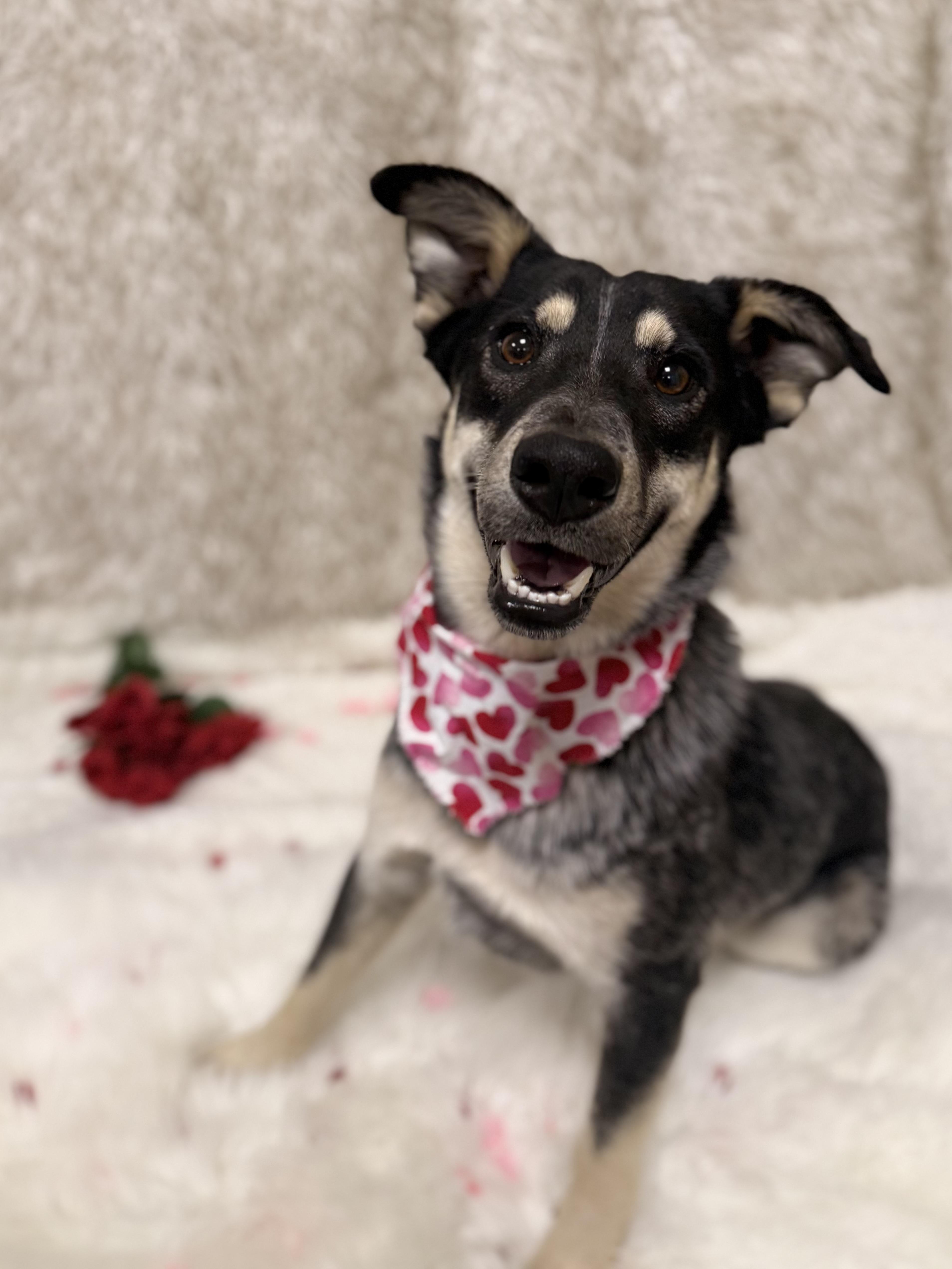 Enlarge Luna, a ADOPTABLE mixed breed in Eagle, CO image 2/6