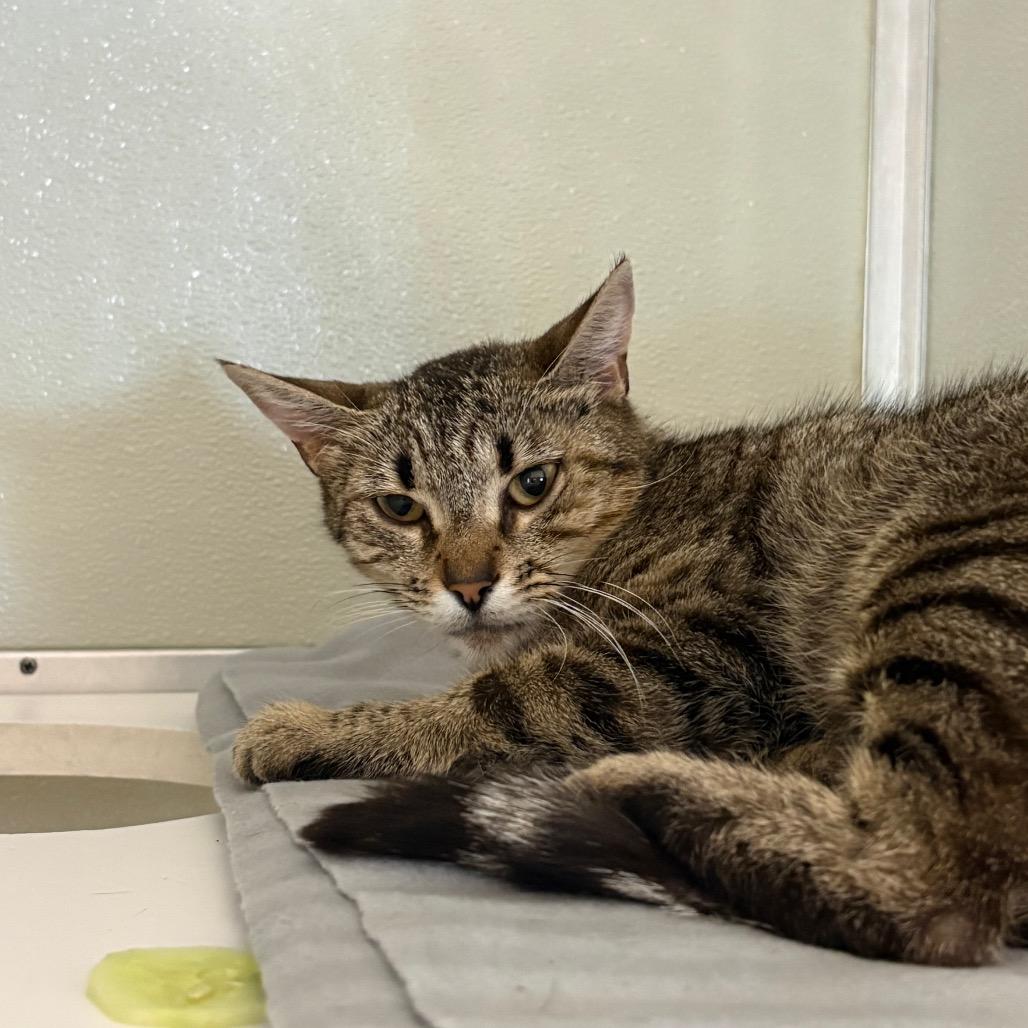 Bijou, Adoptable, Adult Female Domestic Short Hair & Domestic Short Hair.