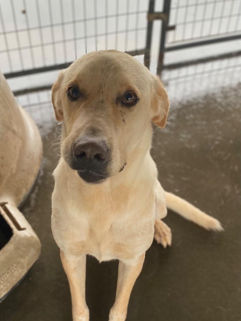 AXEL, Adoptable, Adult Male Australian Cattle Dog / Blue Heeler & Labrador Retriever.
