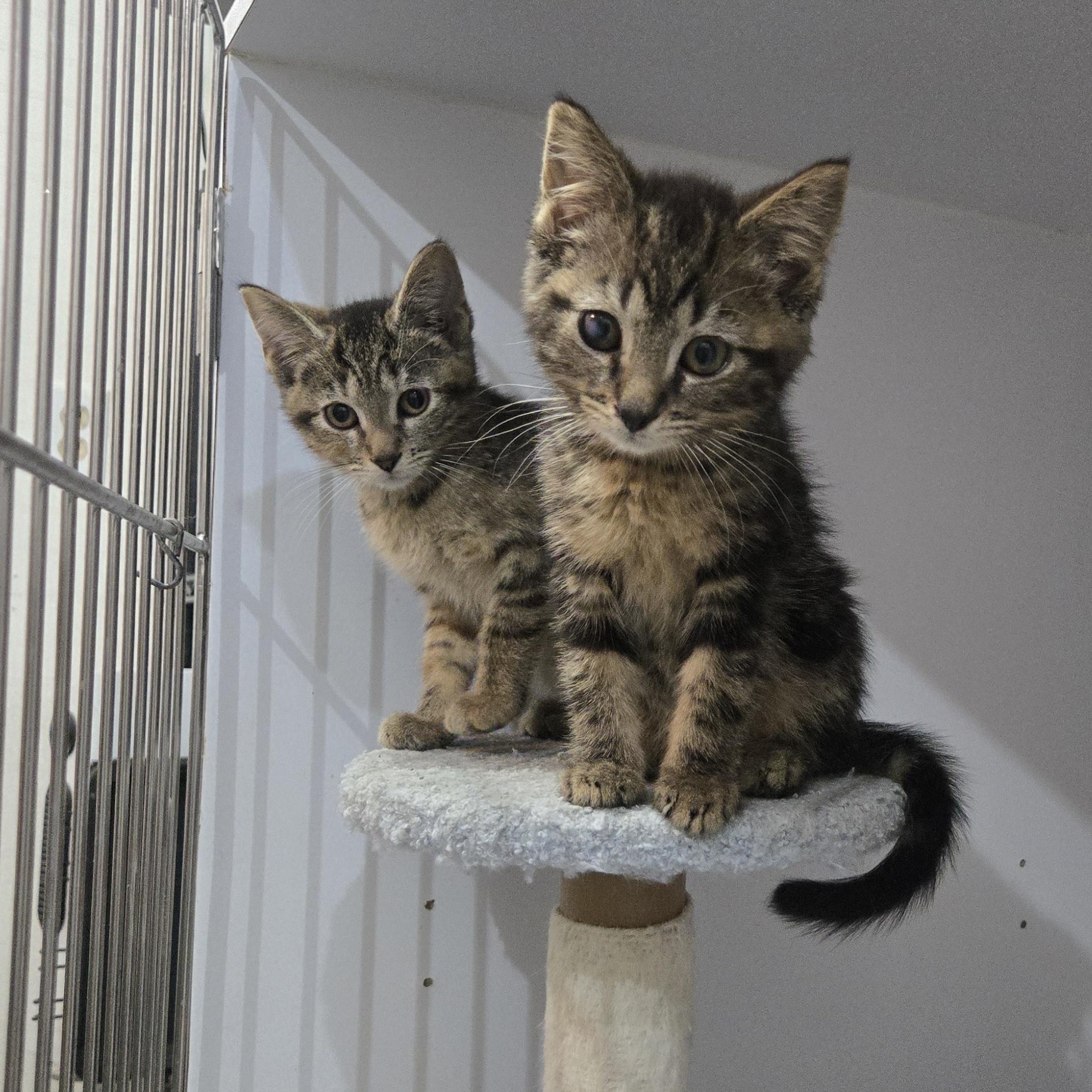 Enlarge Mojo, a Adoptable Torbie in Reeseville, WI image 3/4