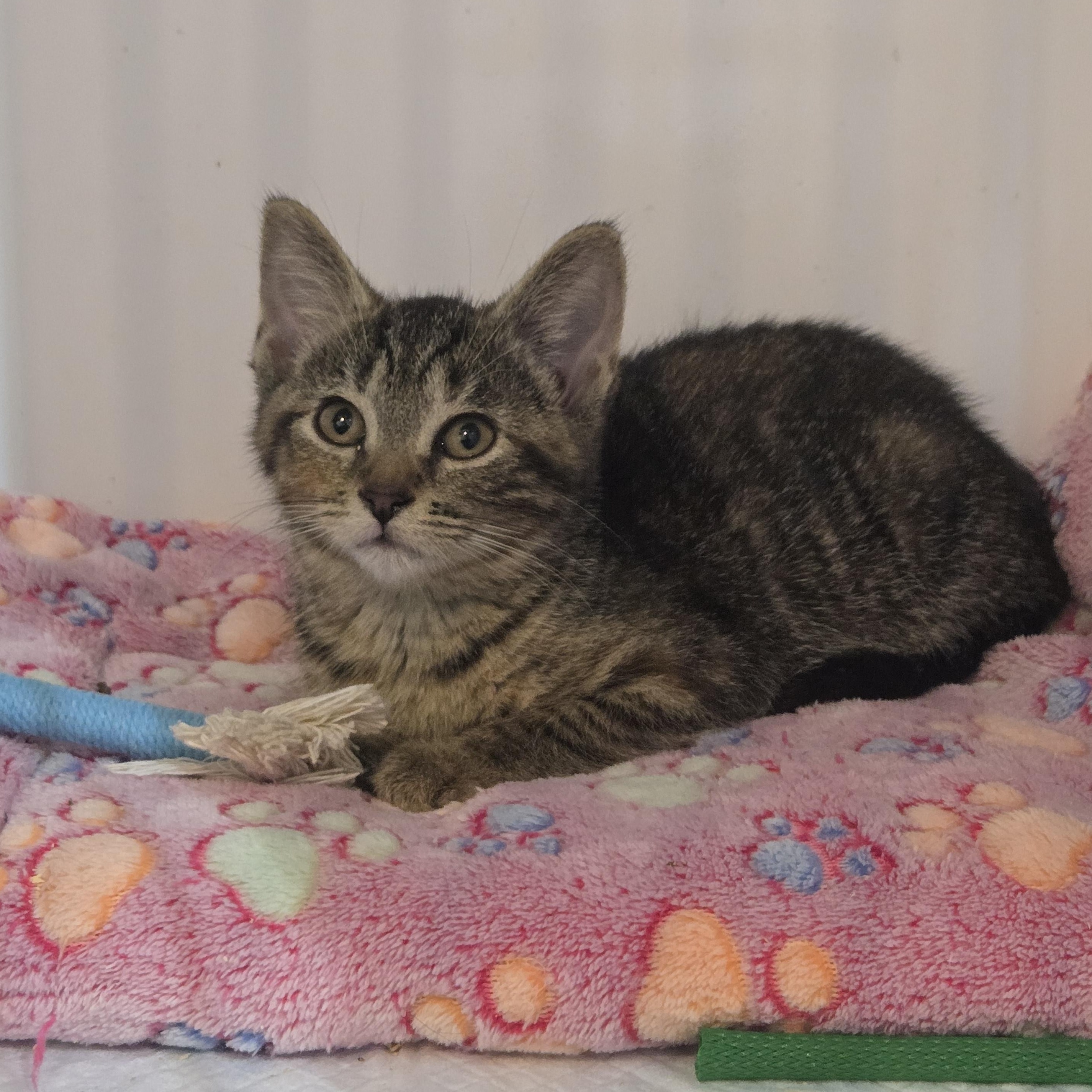 Enlarge Mojo, a Adoptable Torbie in Reeseville, WI image 1/4