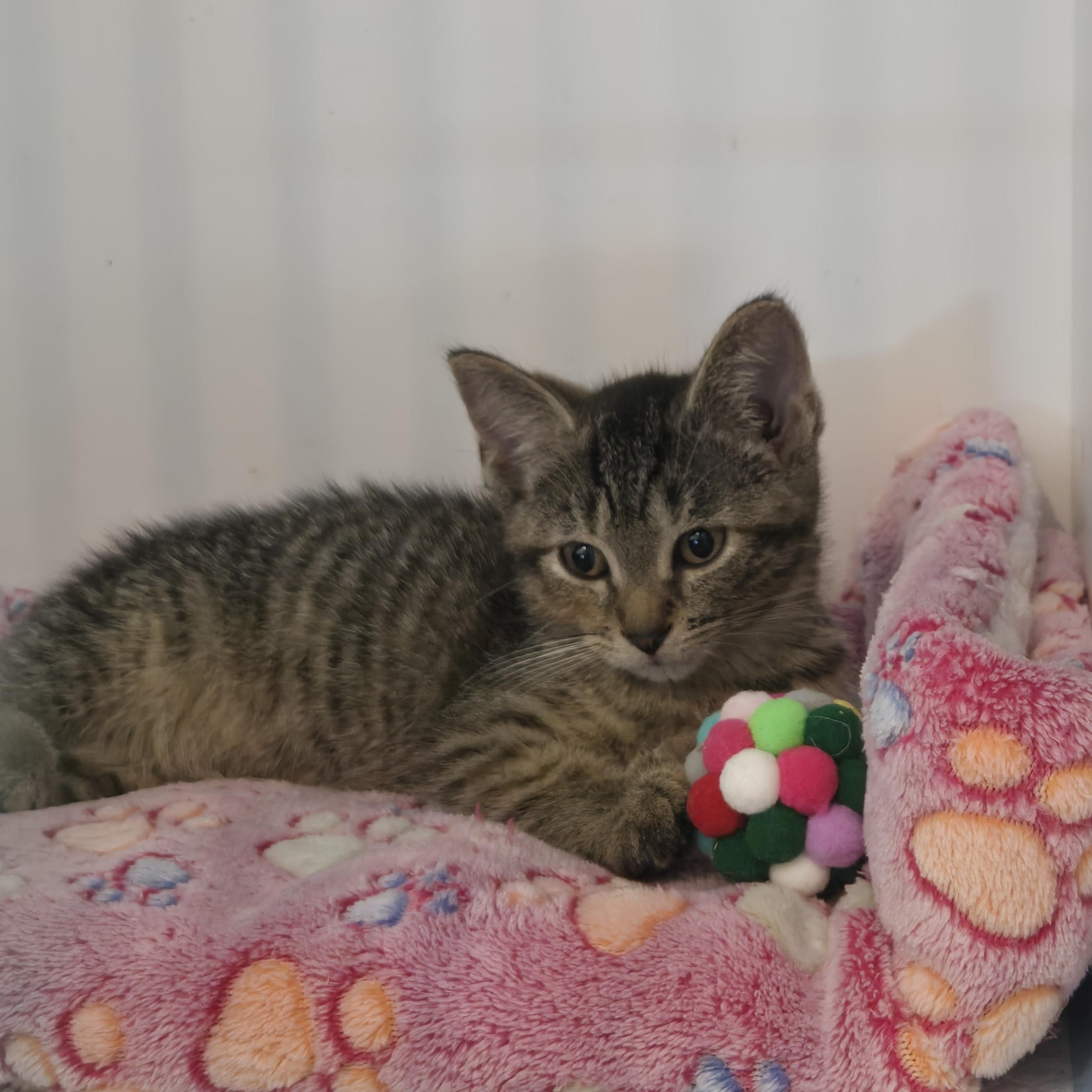 Enlarge Mojo, a Adoptable Torbie in Reeseville, WI image 2/4