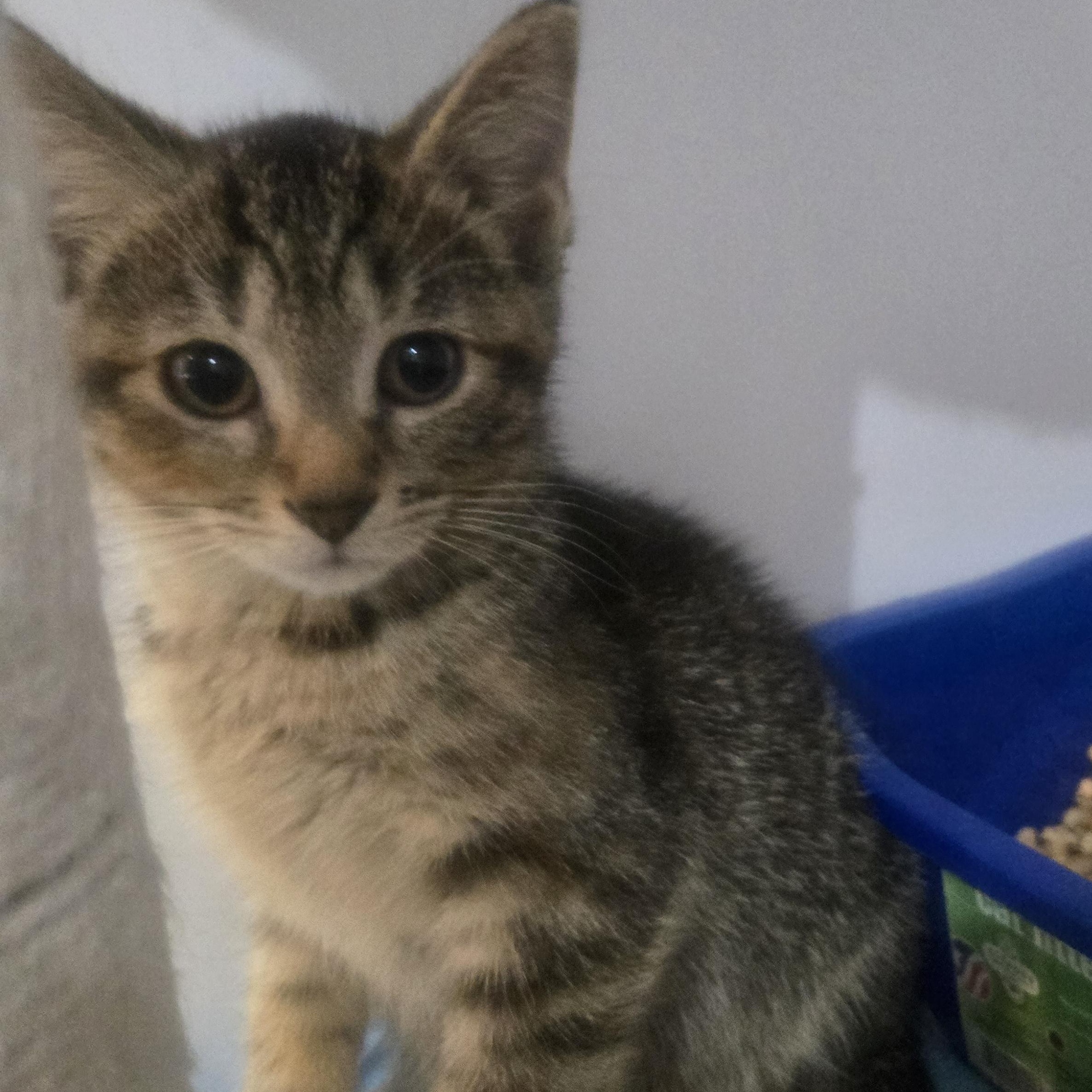 Enlarge Mojo, a Adoptable Torbie in Reeseville, WI image 4/4