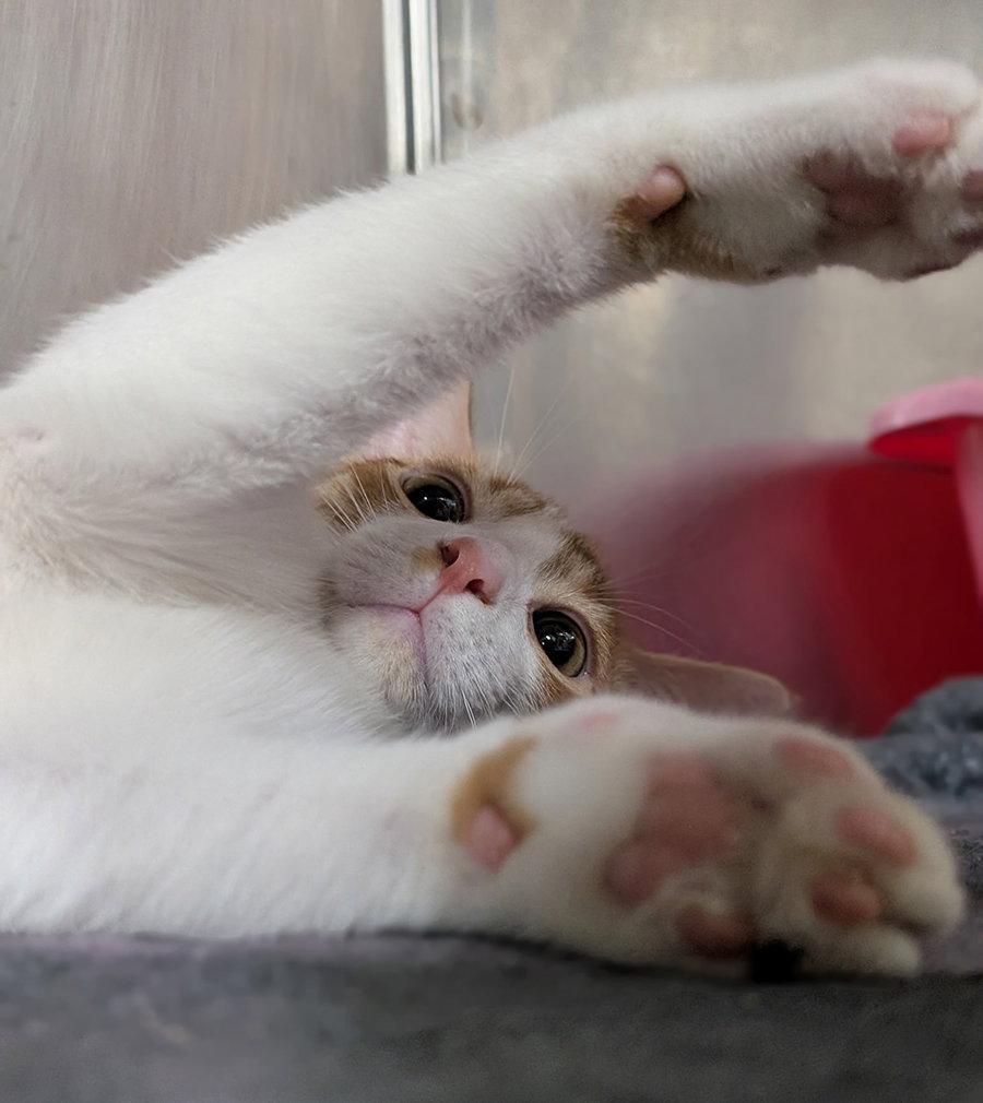 Enlarge Kitten Chino, a Adoptable Domestic Short Hair in Cuyahoga Falls, OH image 1/3