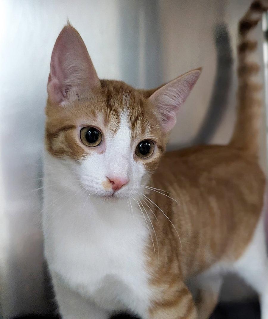 Enlarge Kitten Chino, a Adoptable Domestic Short Hair in Cuyahoga Falls, OH image 2/3