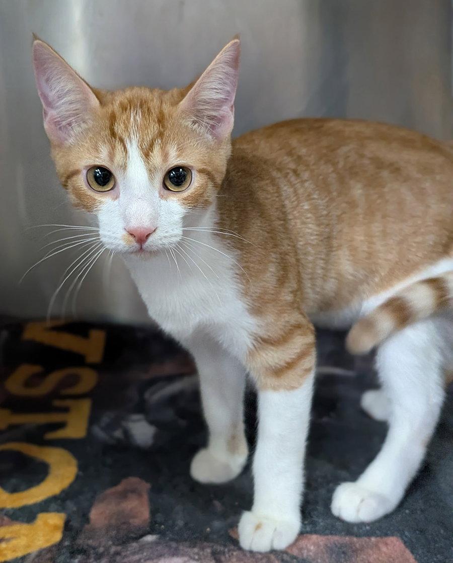Enlarge Kitten Chino, a Adoptable Domestic Short Hair in Cuyahoga Falls, OH image 3/3
