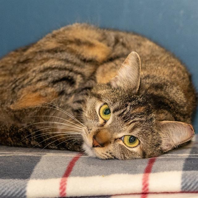 Enlarge RONDA, a Adoptable Domestic Short Hair in Methuen, MA image 1/1