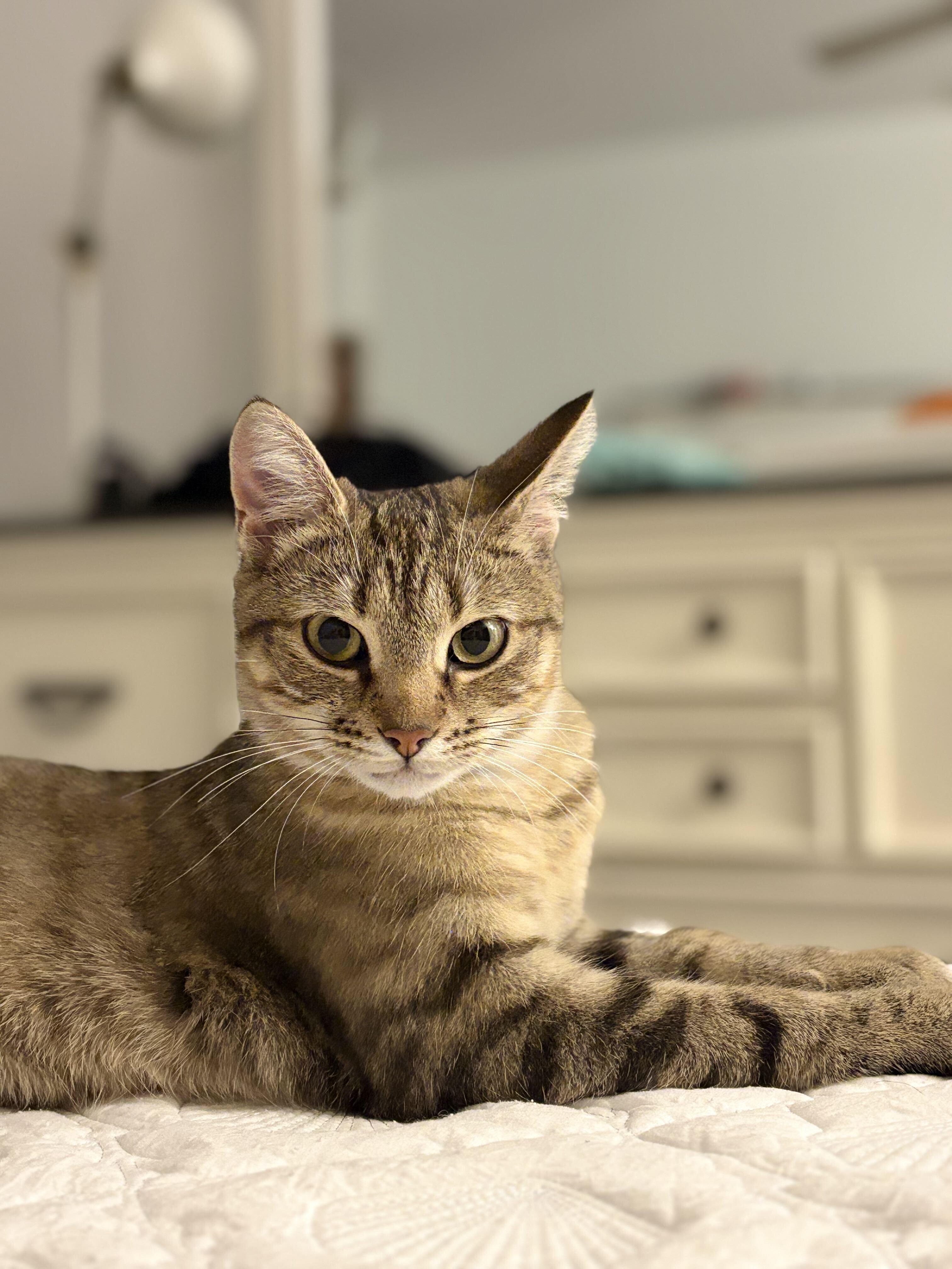 Coconut, Adoptable, Young Female Domestic Short Hair.