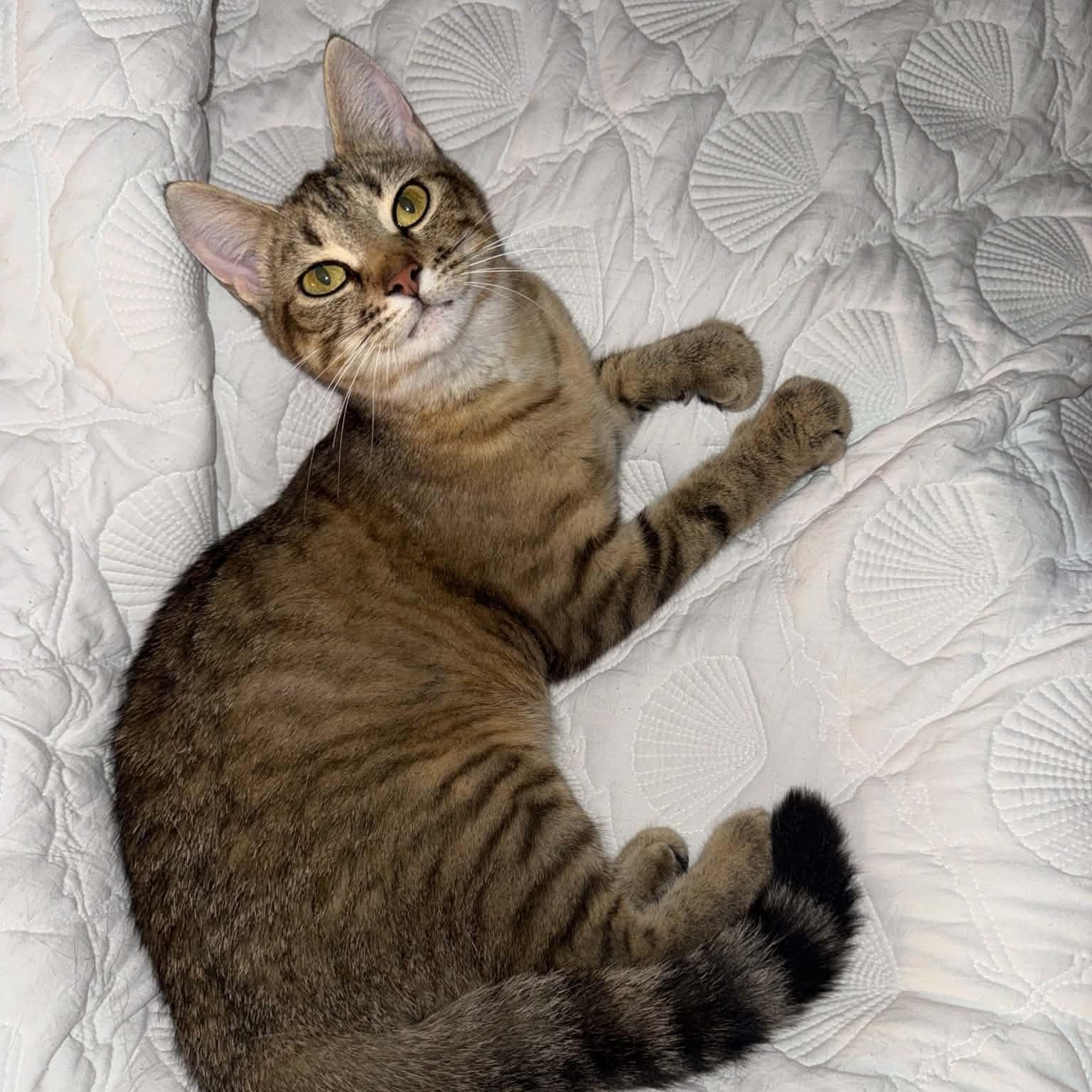 Coconut, Adoptable, Young Female Domestic Short Hair.